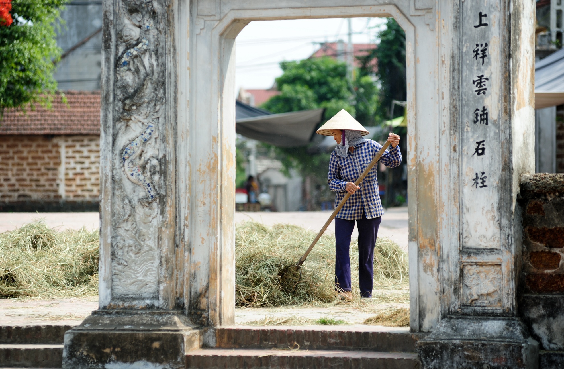 gat lua trong nang nong anh 12