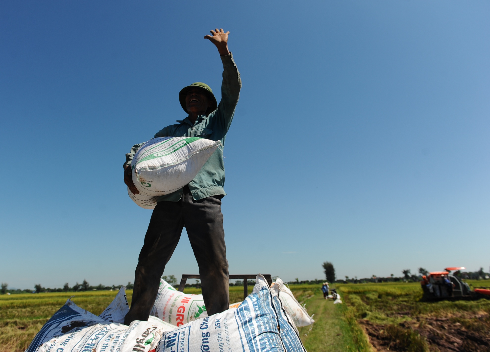 gat lua trong nang nong anh 13