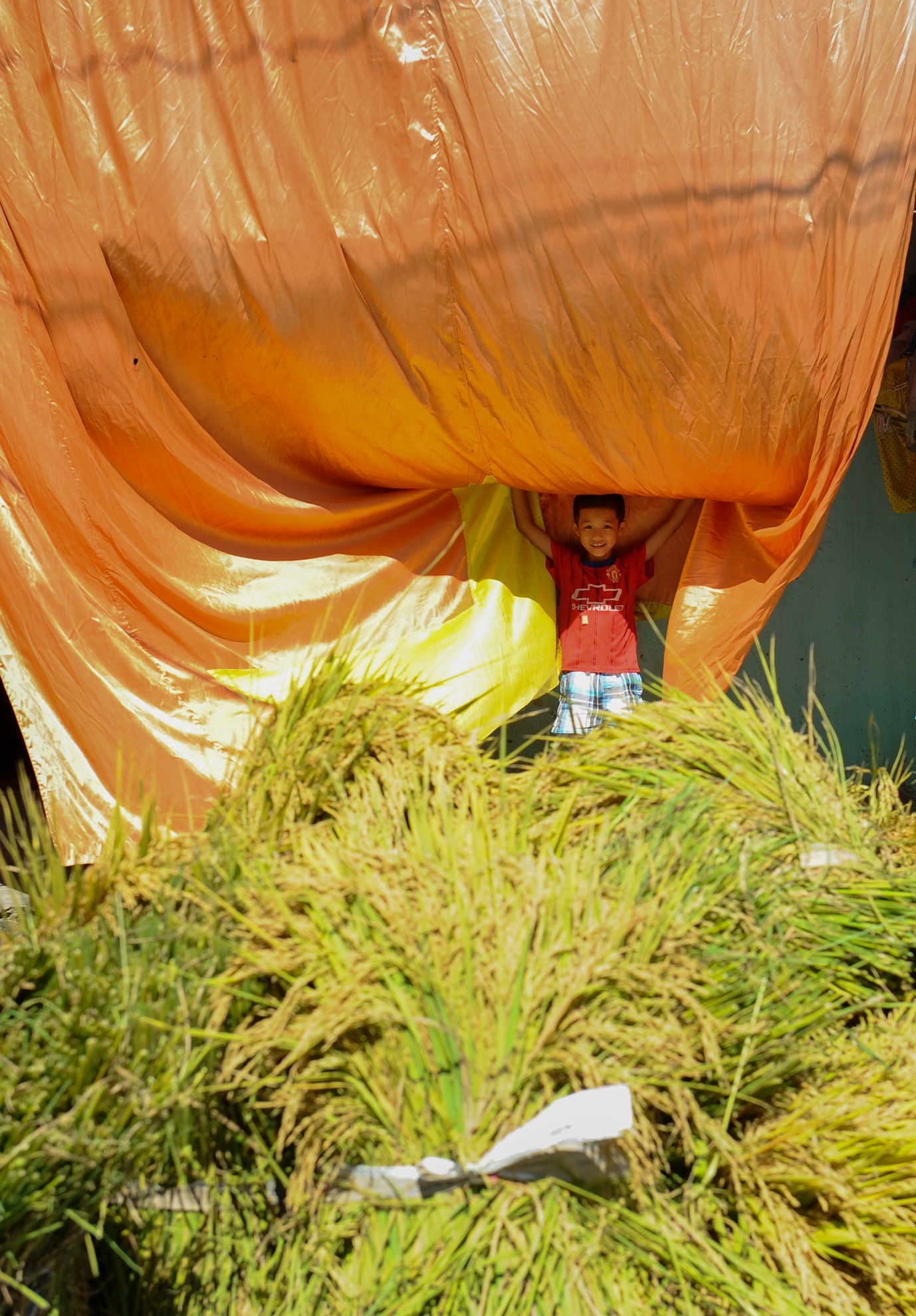 gat lua trong nang nong anh 14