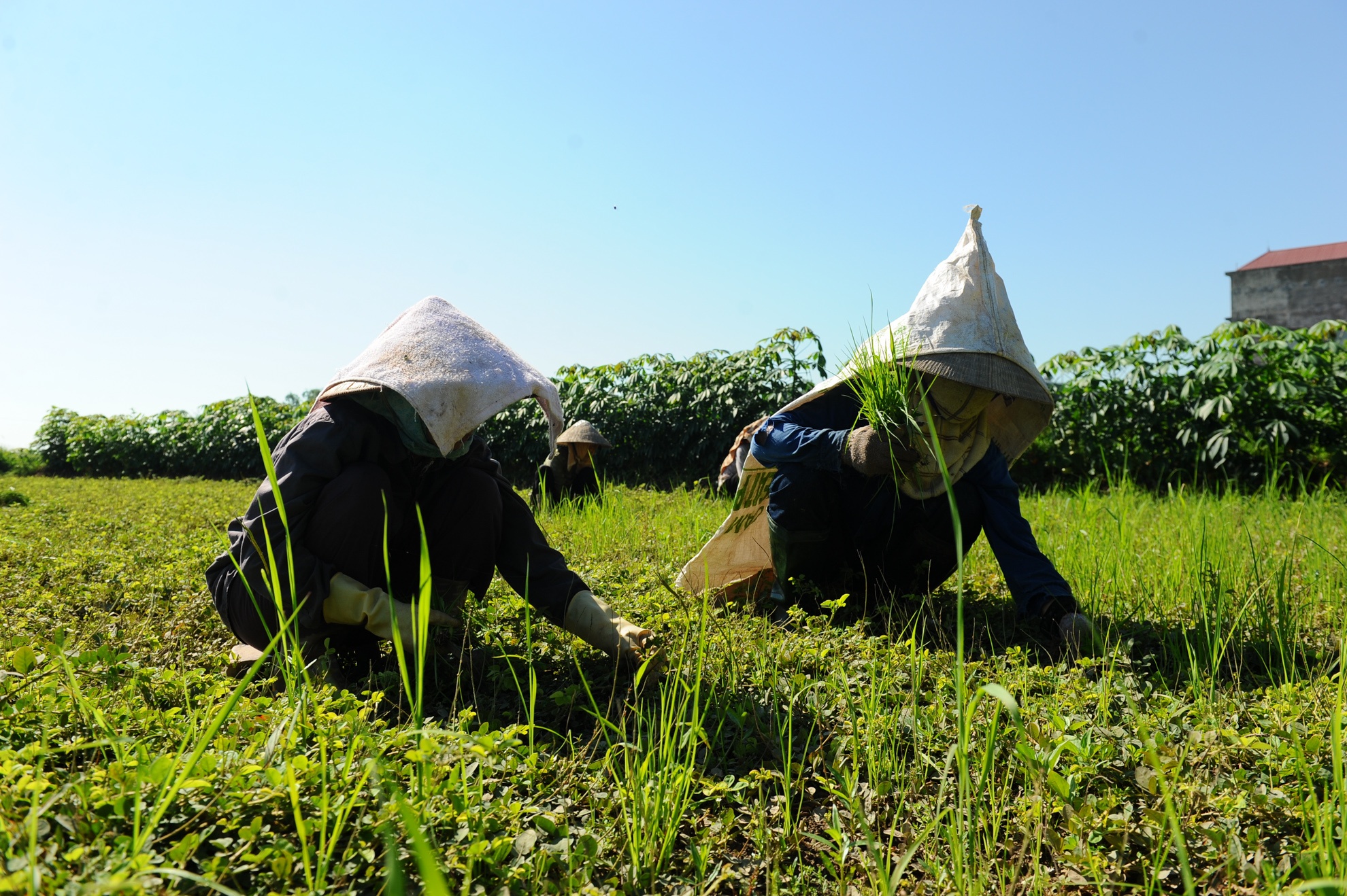 nang nong 39 do C anh 10