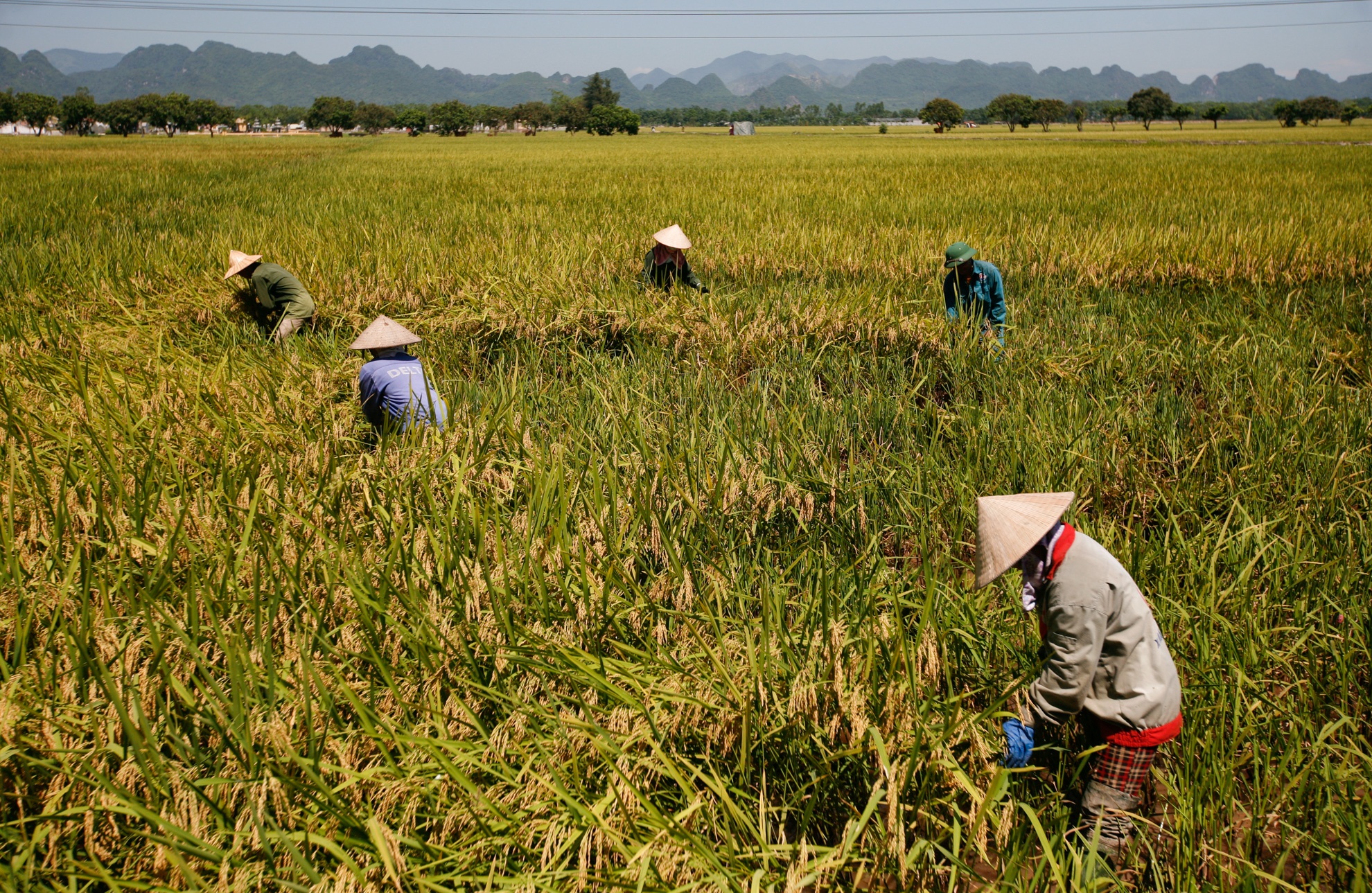 gat lua trong nang nong anh 1