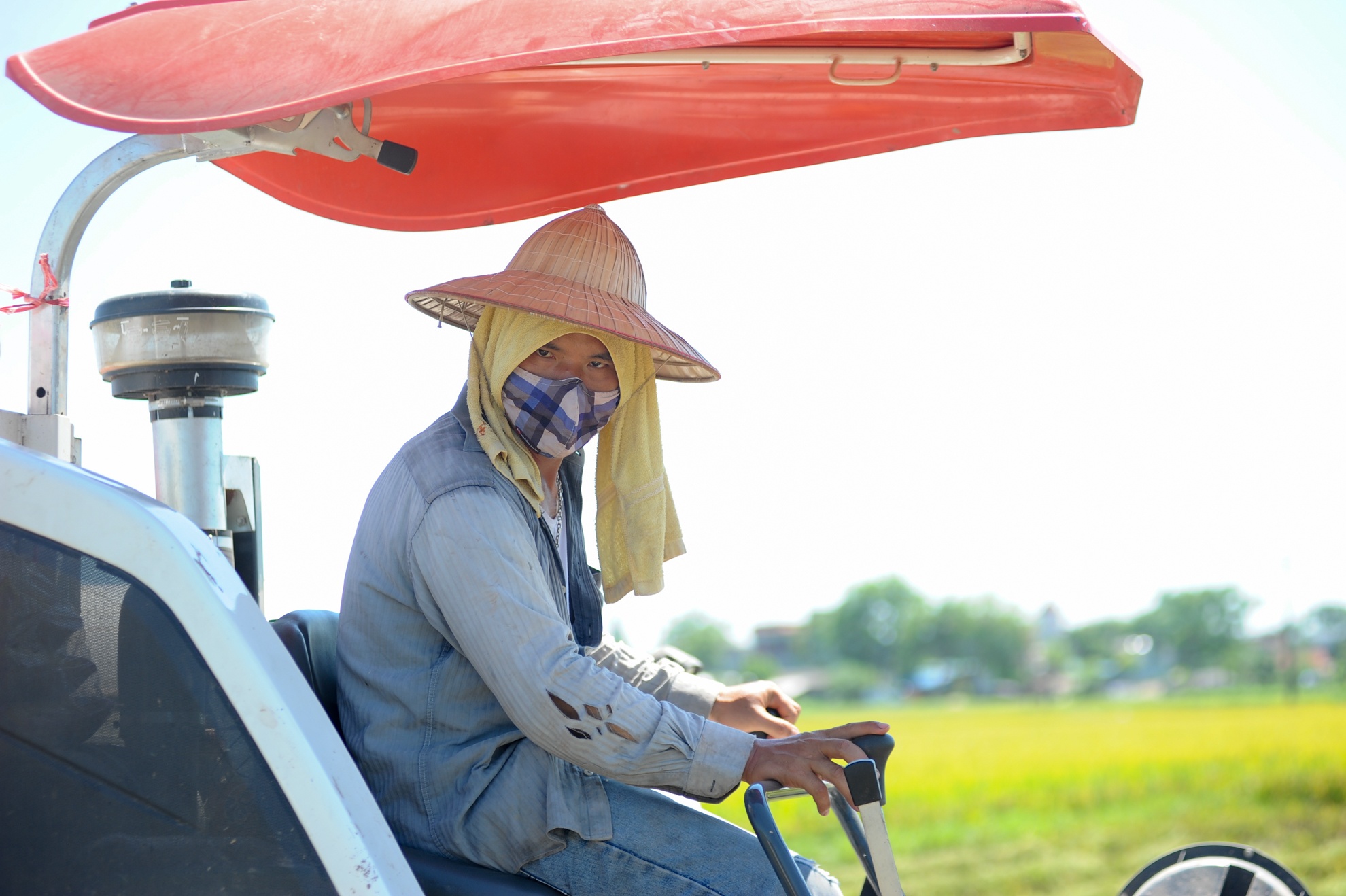 gat lua trong nang nong anh 3