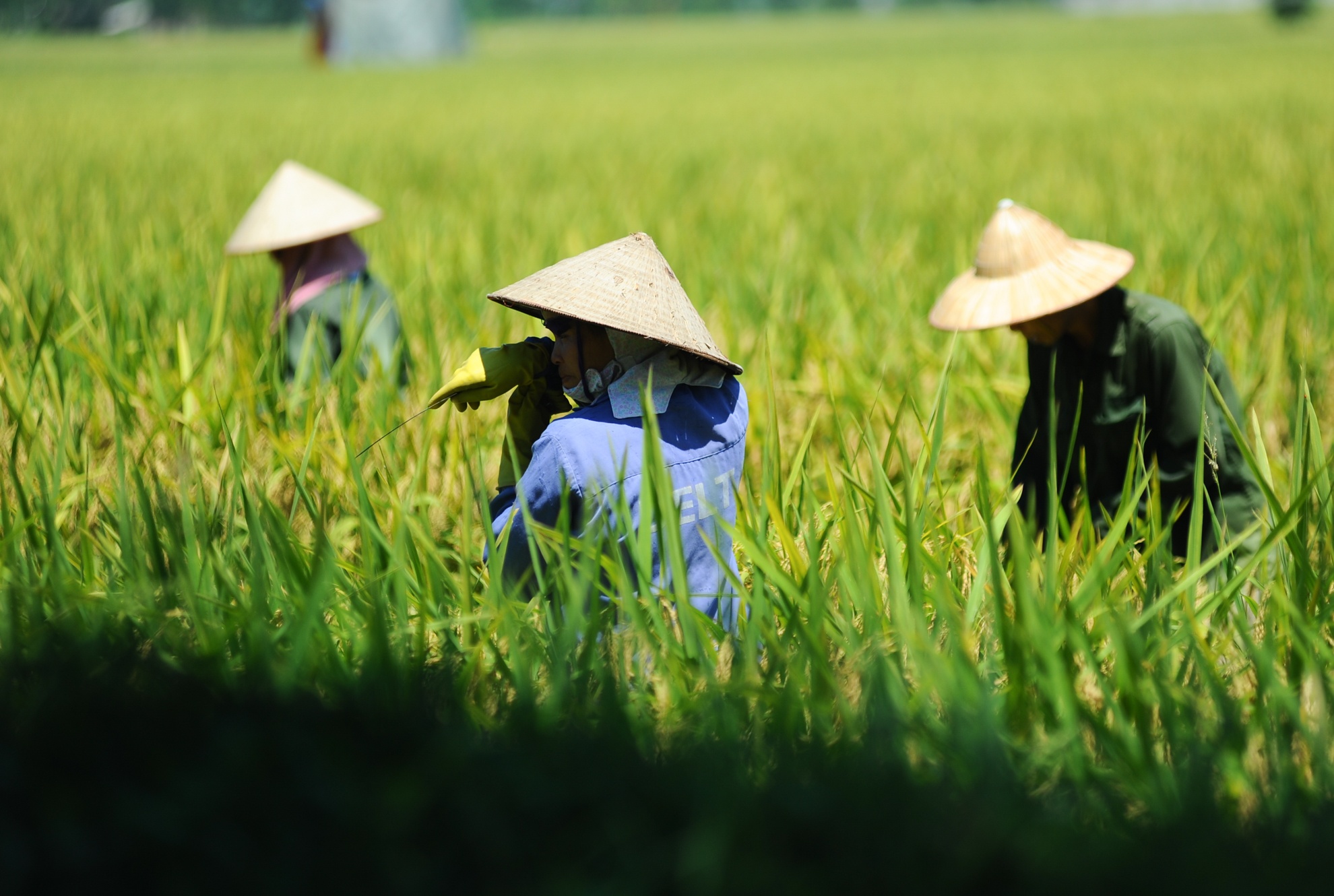 gat lua trong nang nong anh 5