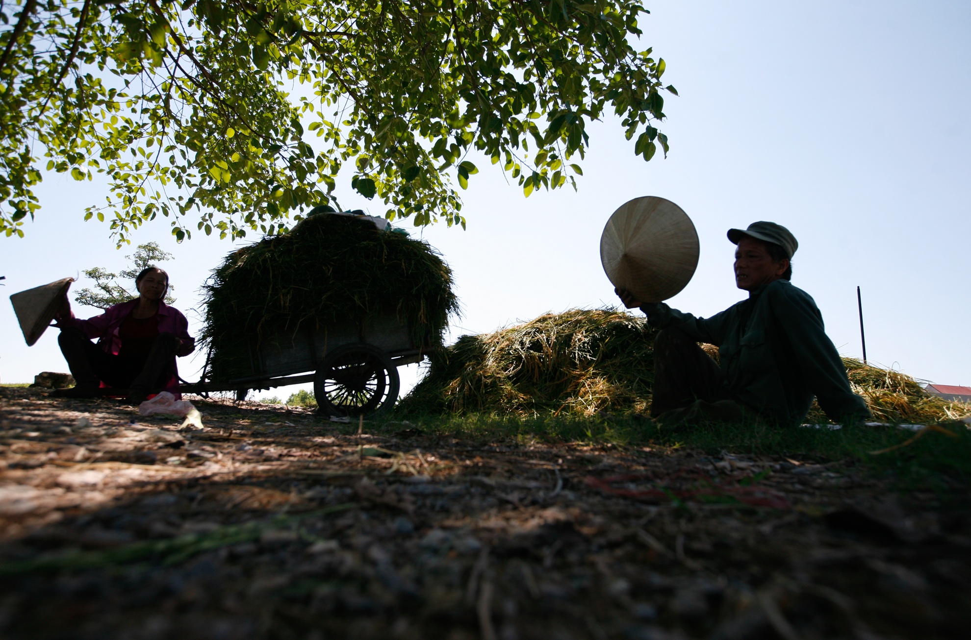 gat lua trong nang nong anh 8