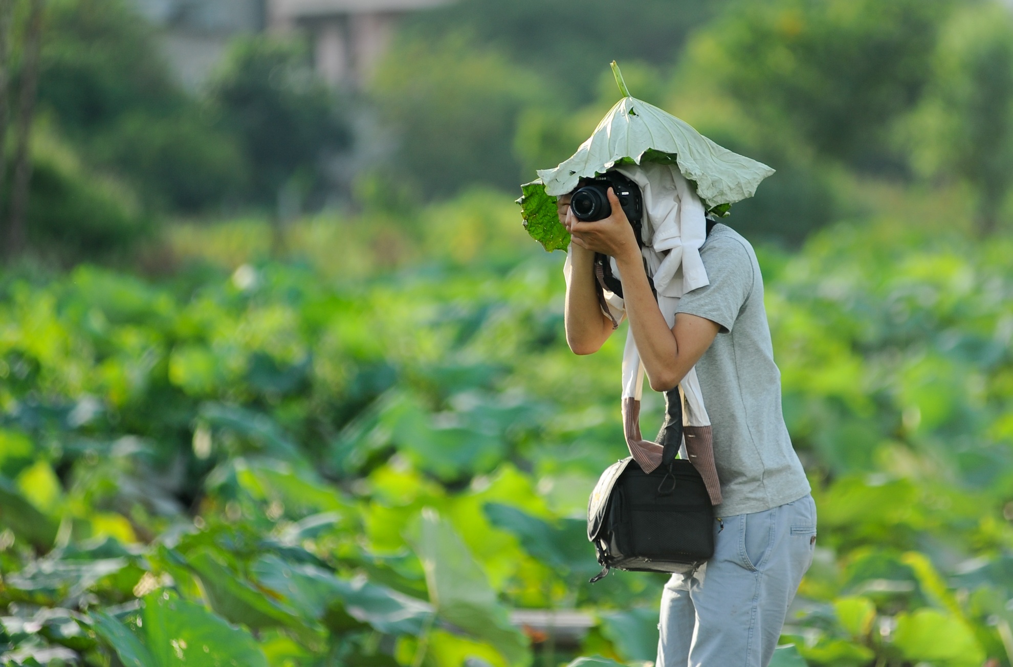 chụp ảnh với lá sen ảnh 14 chup anh voi la sen anh 14