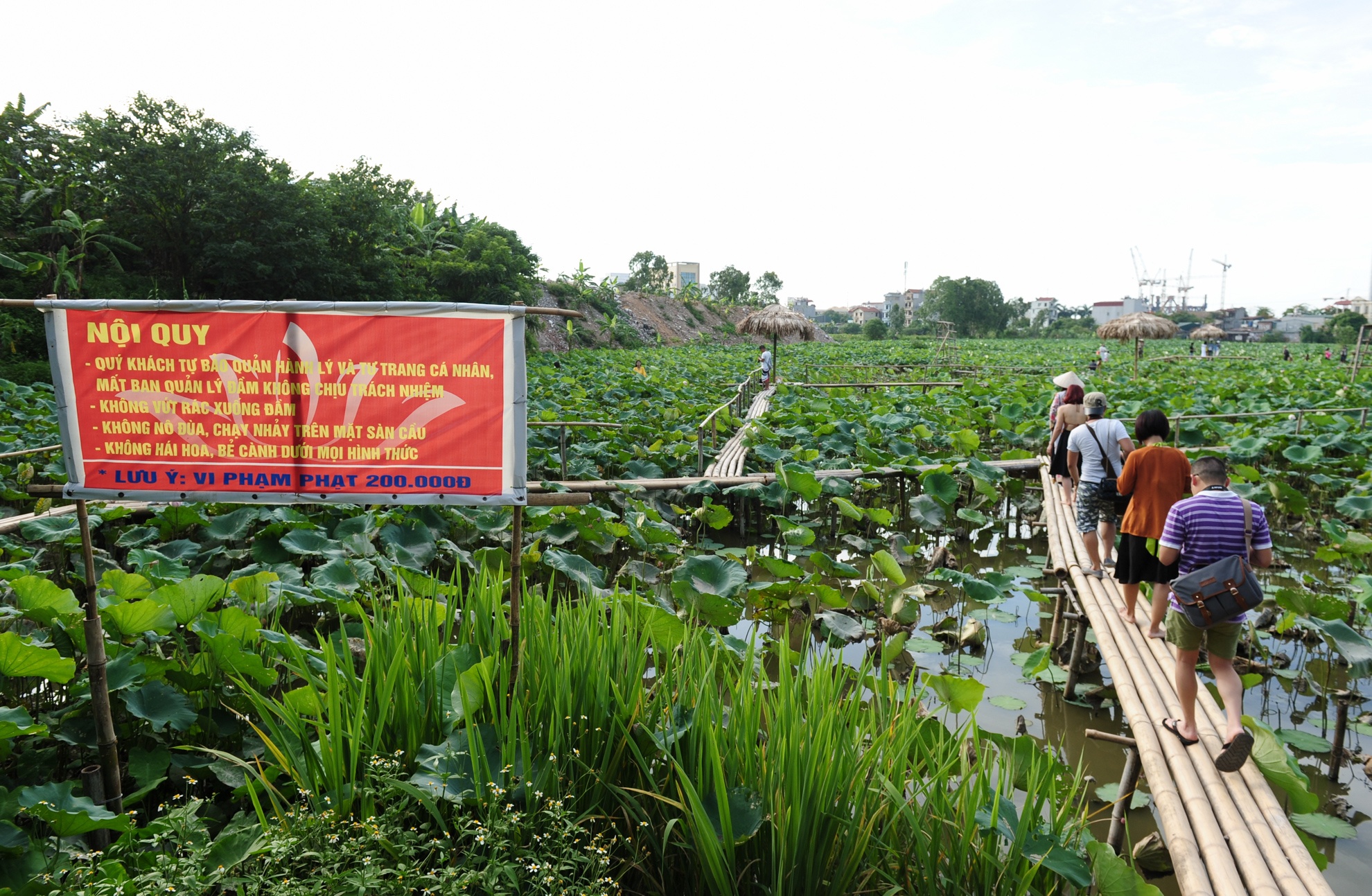 chụp ảnh với lá sen ảnh 1 chup anh voi la sen anh 1