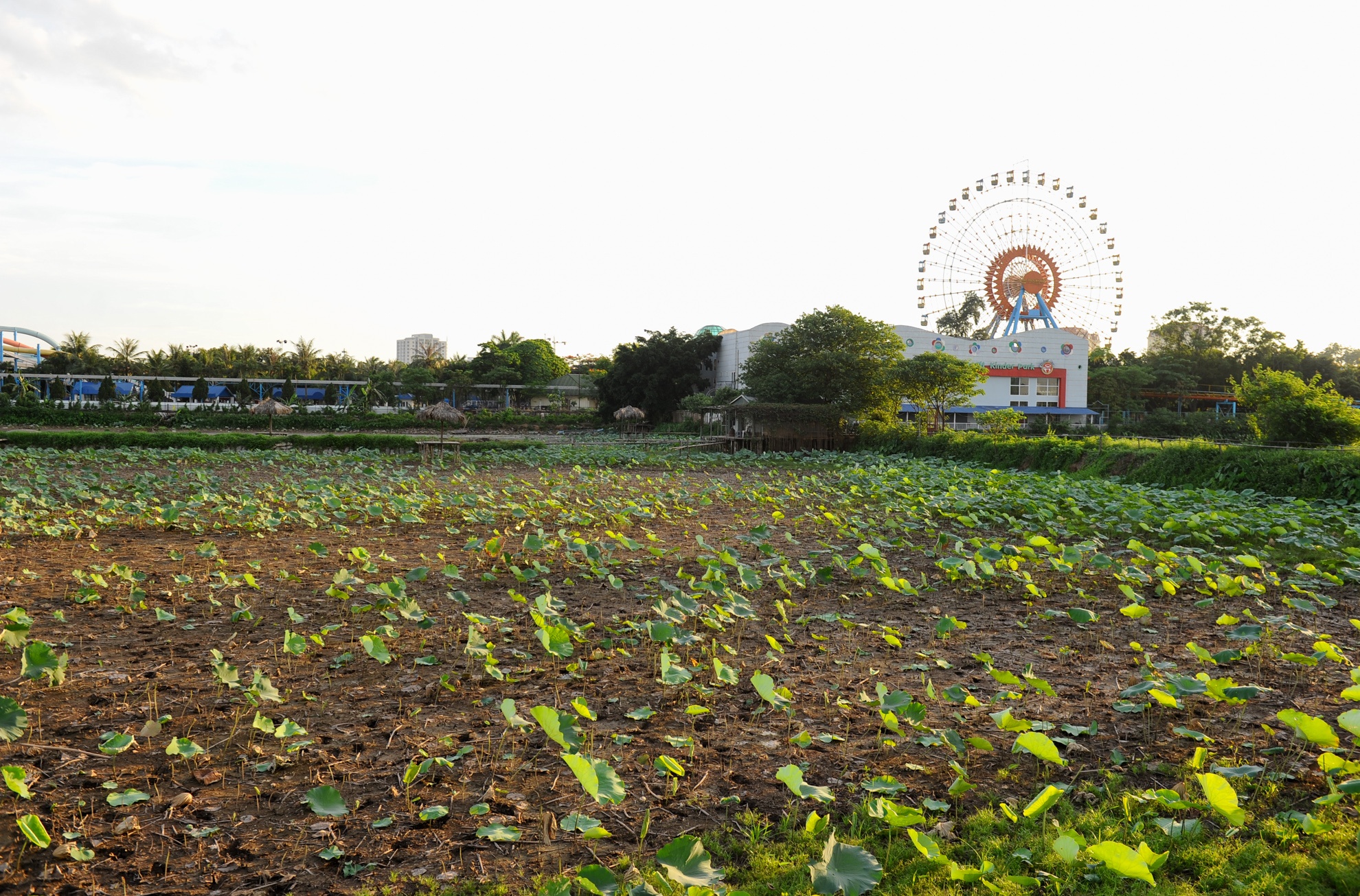 chụp ảnh với lá sen ảnh 2 chup anh voi la sen anh 2