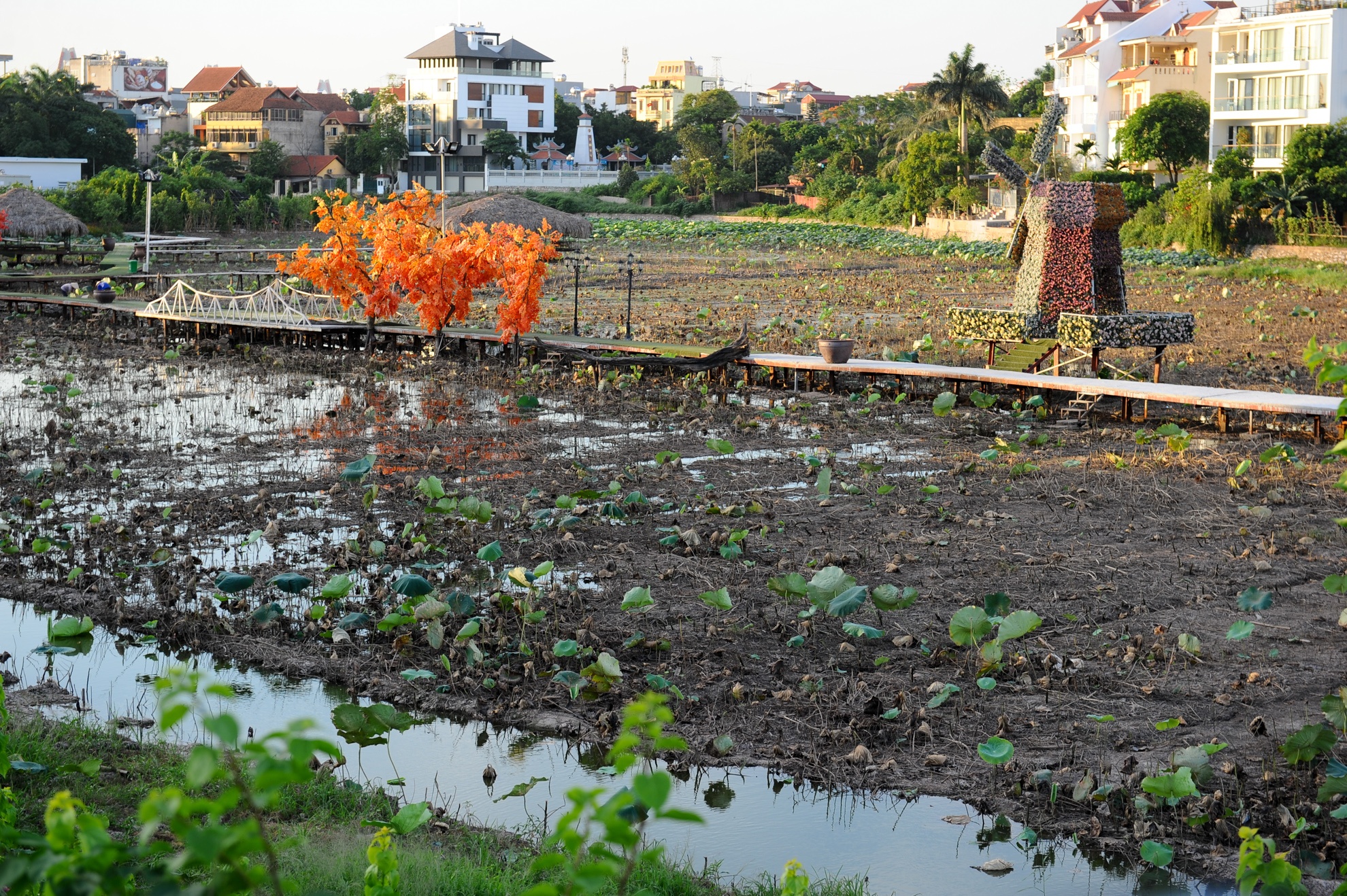 chụp ảnh với lá sen ảnh 3 chup anh voi la sen anh 3