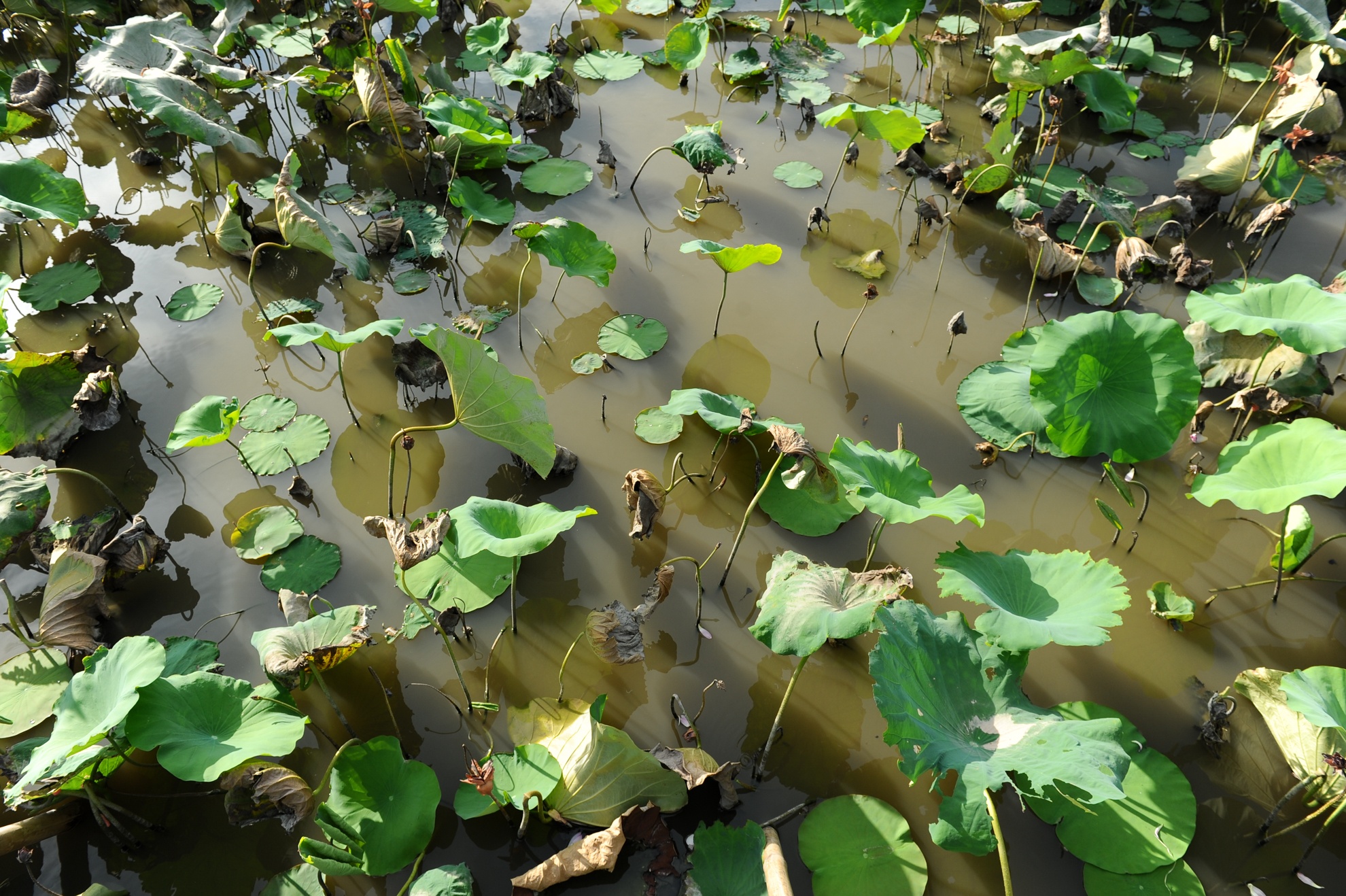 chụp ảnh với lá sen ảnh 5 chup anh voi la sen anh 5