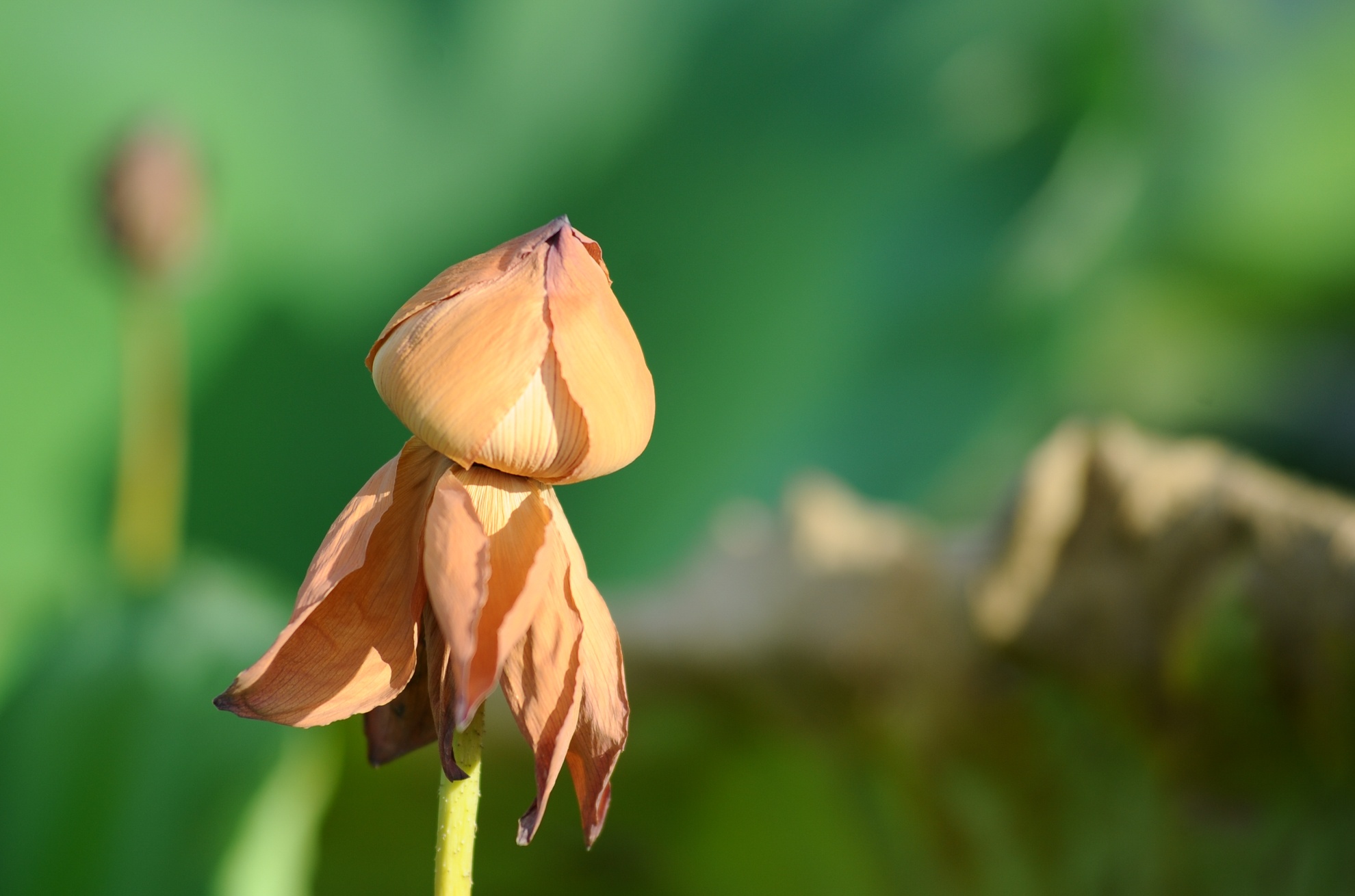 chụp ảnh với lá sen ảnh 6 chup anh voi la sen anh 6