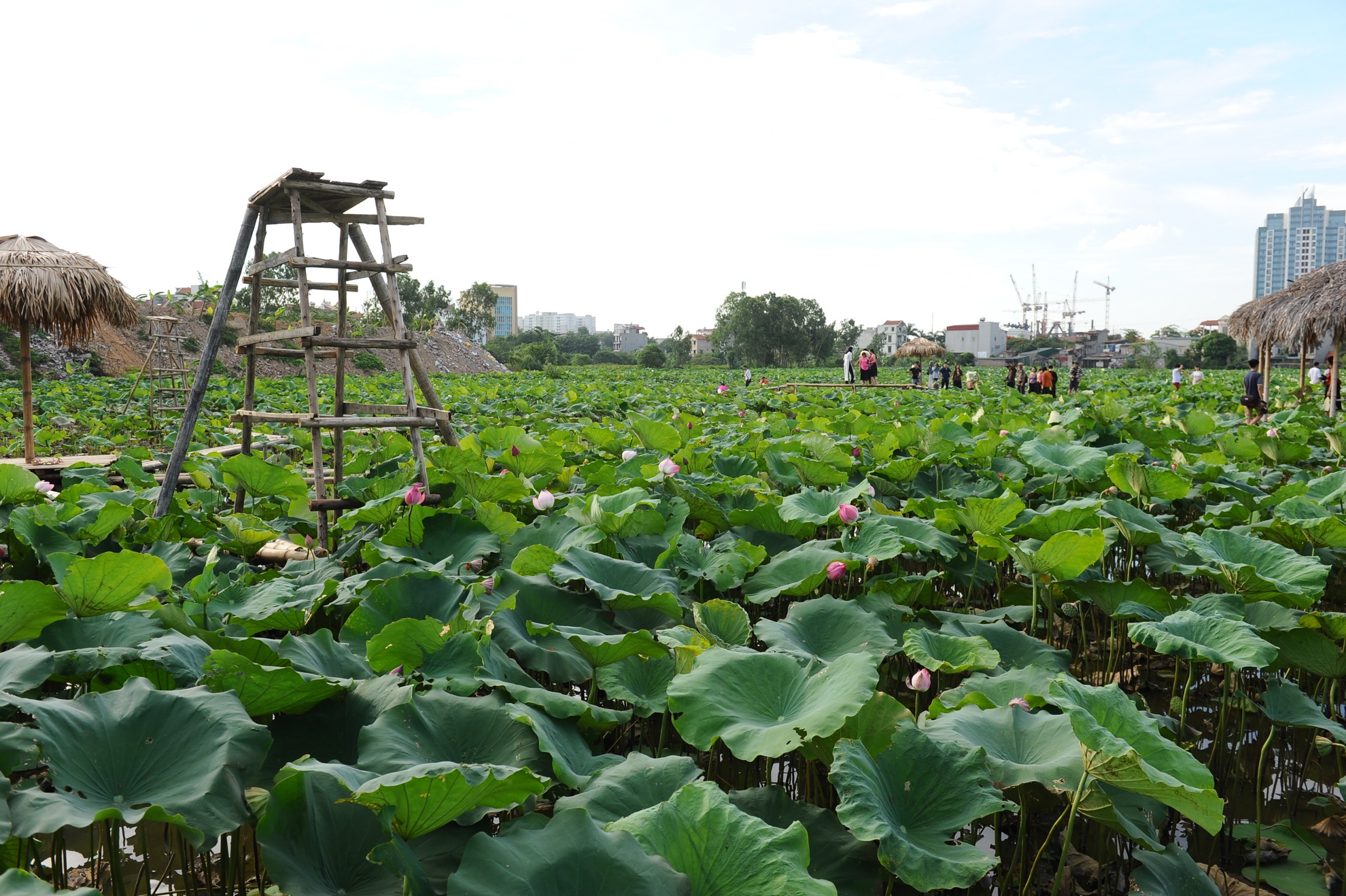 chụp ảnh với lá sen ảnh 7 chup anh voi la sen anh 7