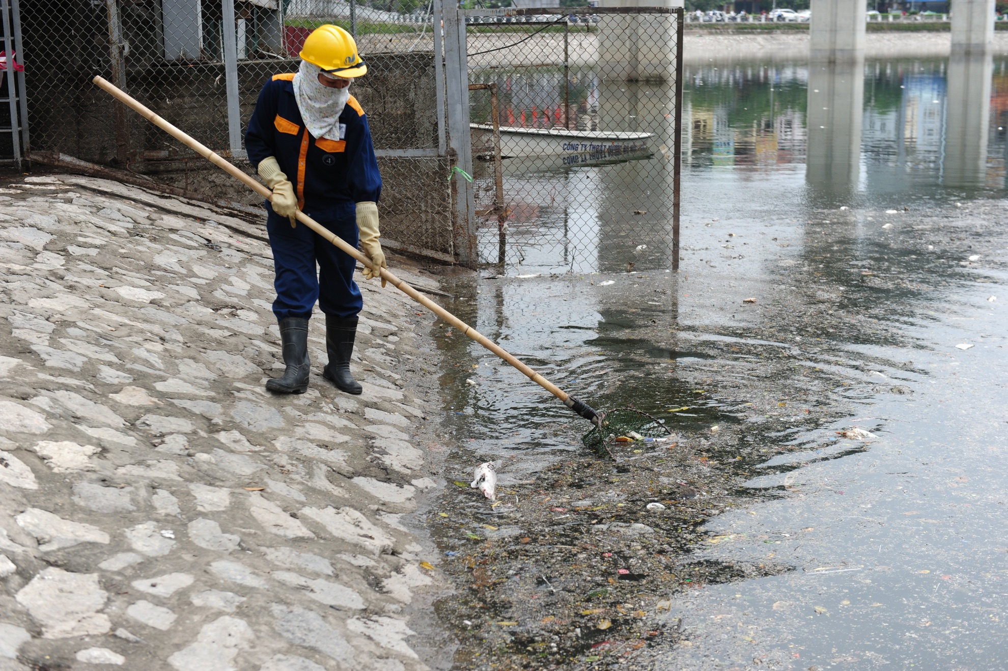 cá chết trắng hồ Hoàng Cầu ảnh 12 ca chet trang ho Hoang Cau anh 12