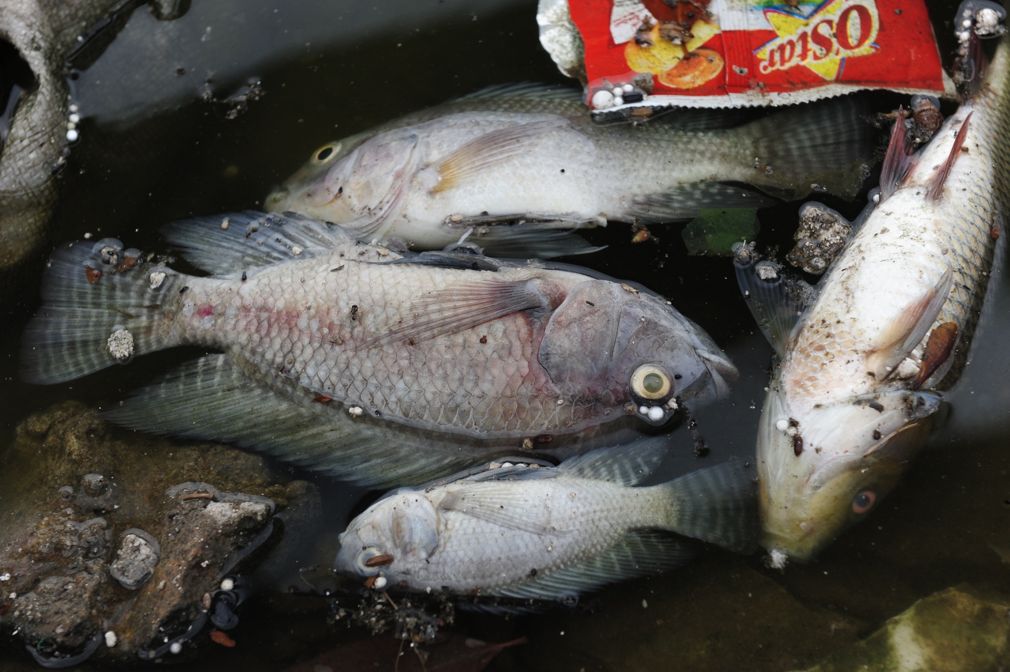 Hang chuc tan ca chet noi trang mat ho o Ha Noi hinh anh