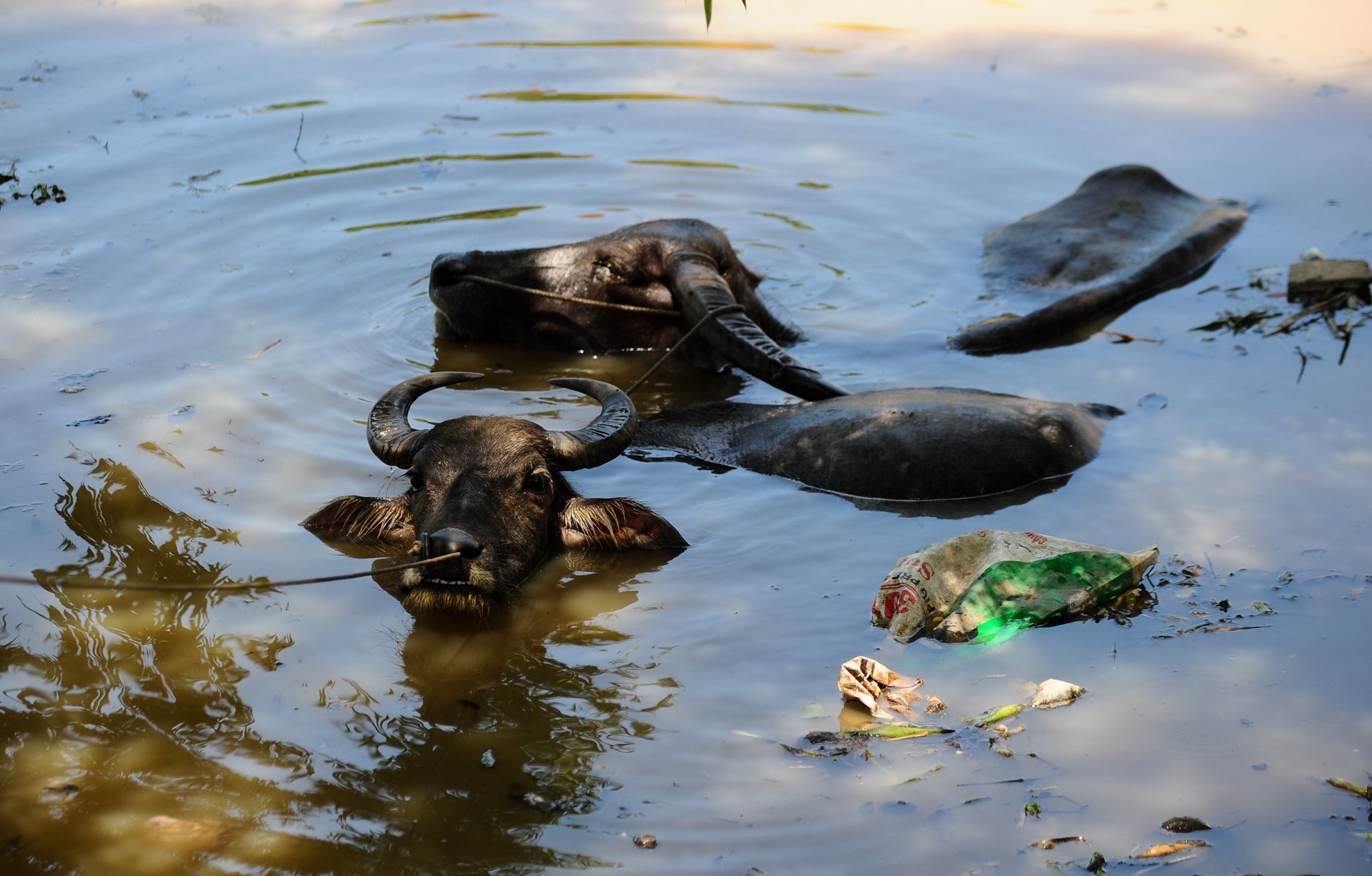 Muon kieu chong nong cua dong vat anh 10