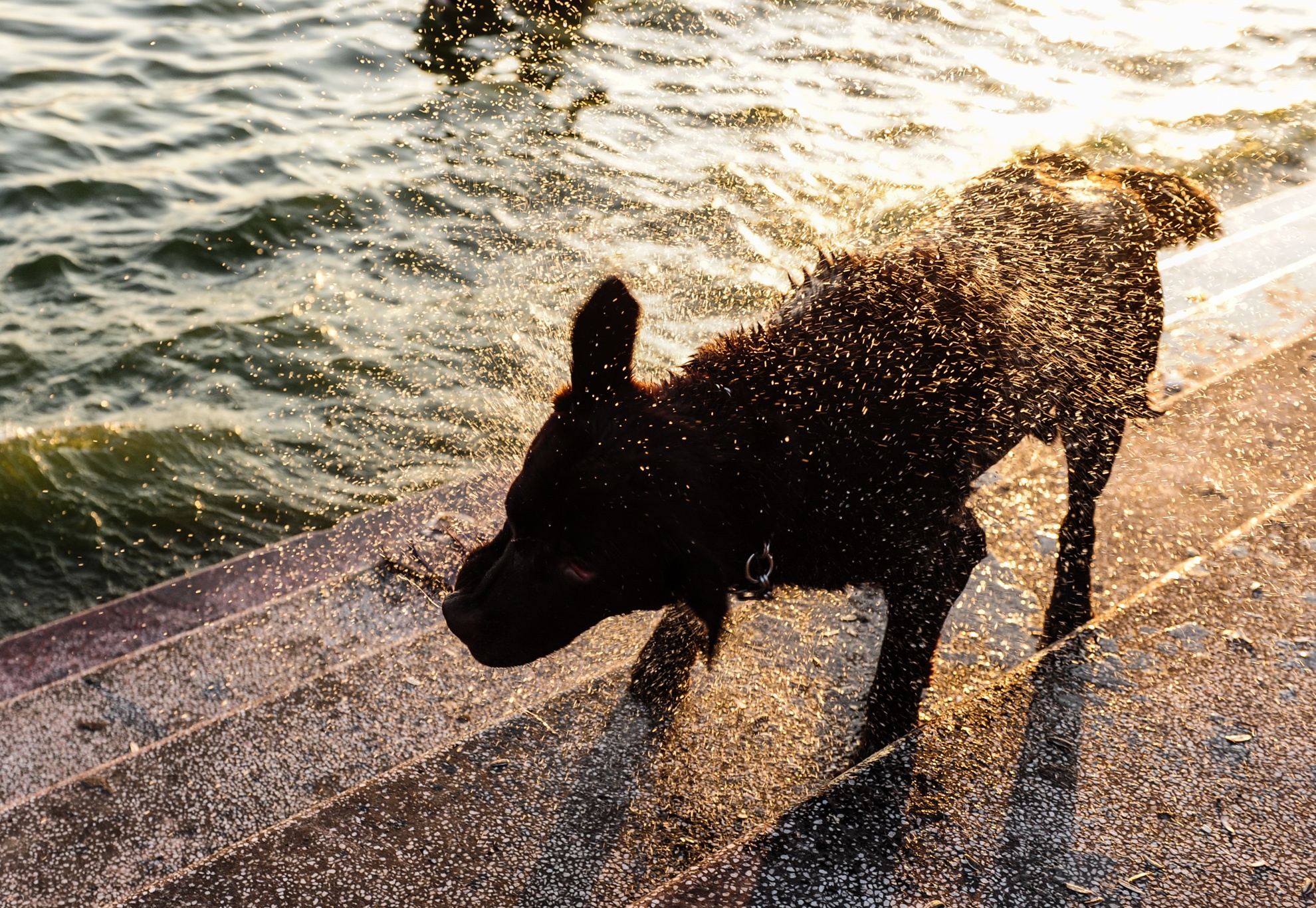 Muon kieu chong nong cua dong vat anh 11