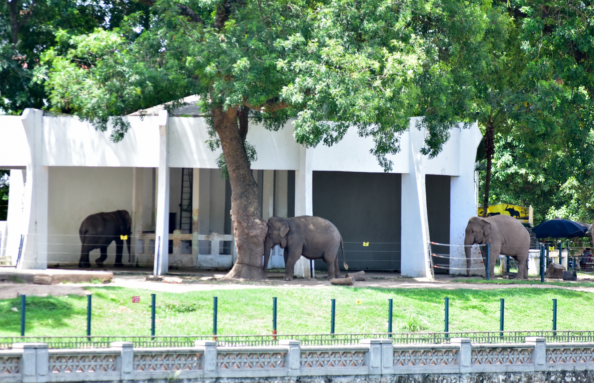 Muon kieu chong nong cua dong vat anh 1