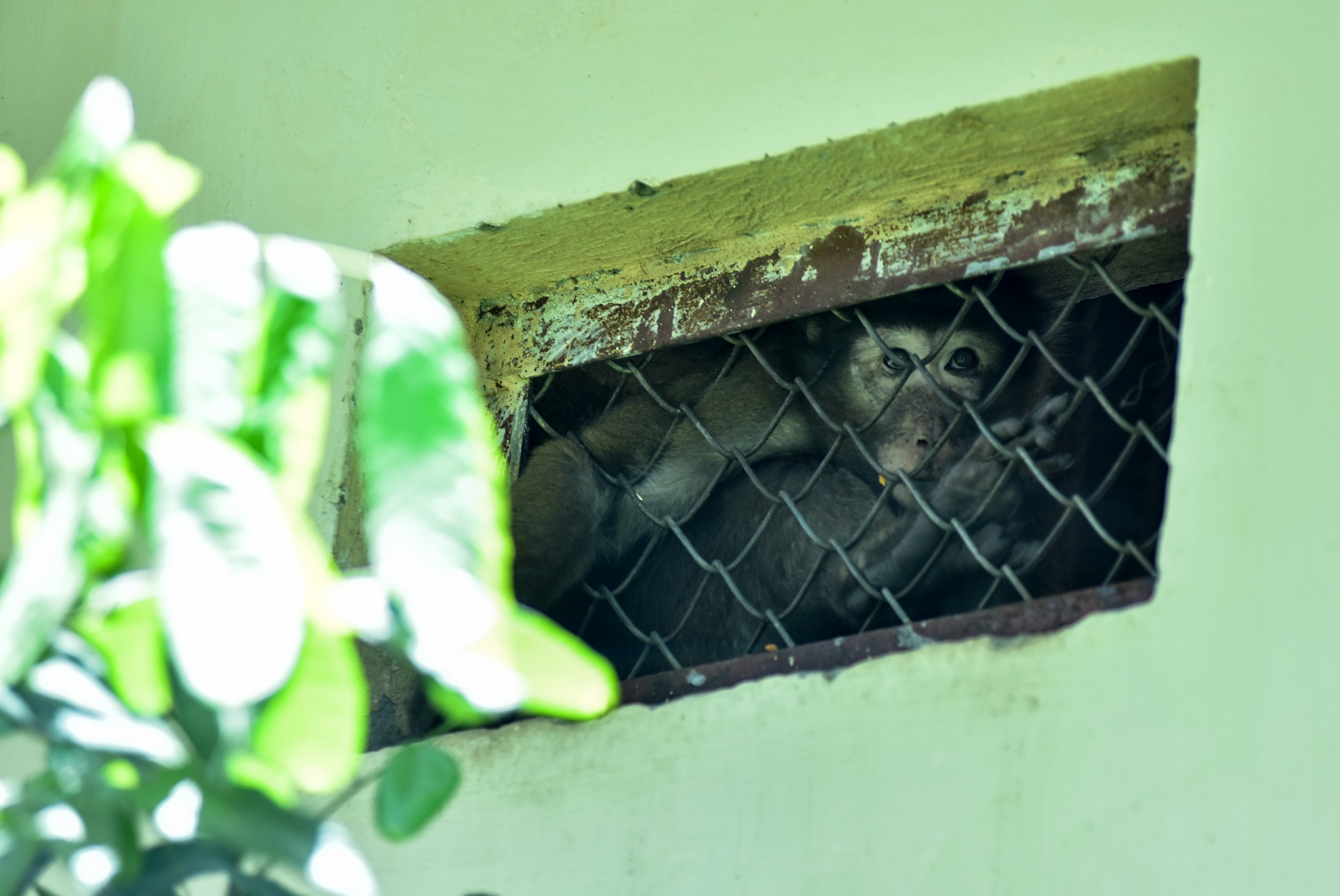 Muon kieu chong nong cua dong vat anh 2