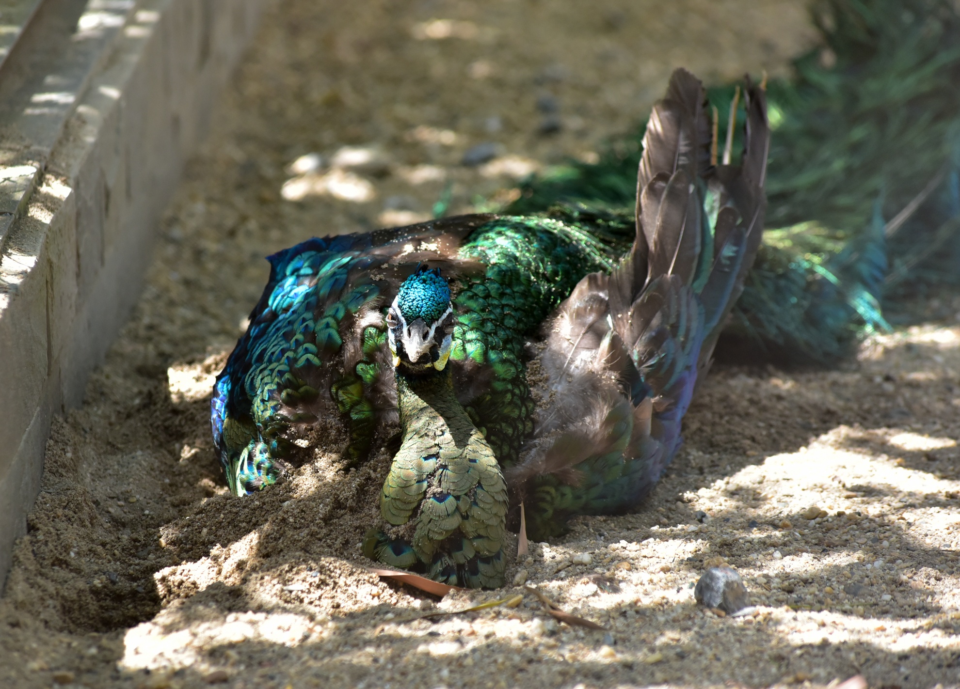 Muon kieu chong nong cua dong vat anh 3