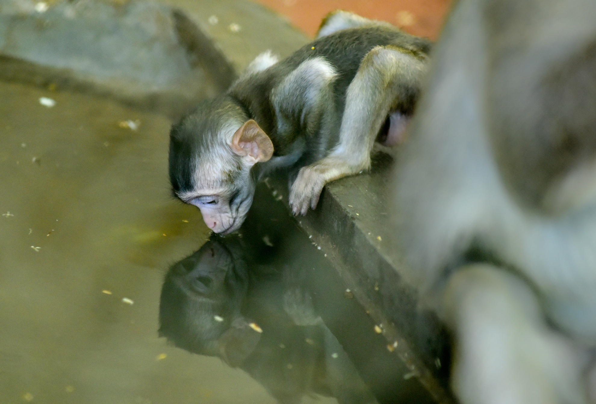 Muon kieu chong nong cua dong vat anh 4