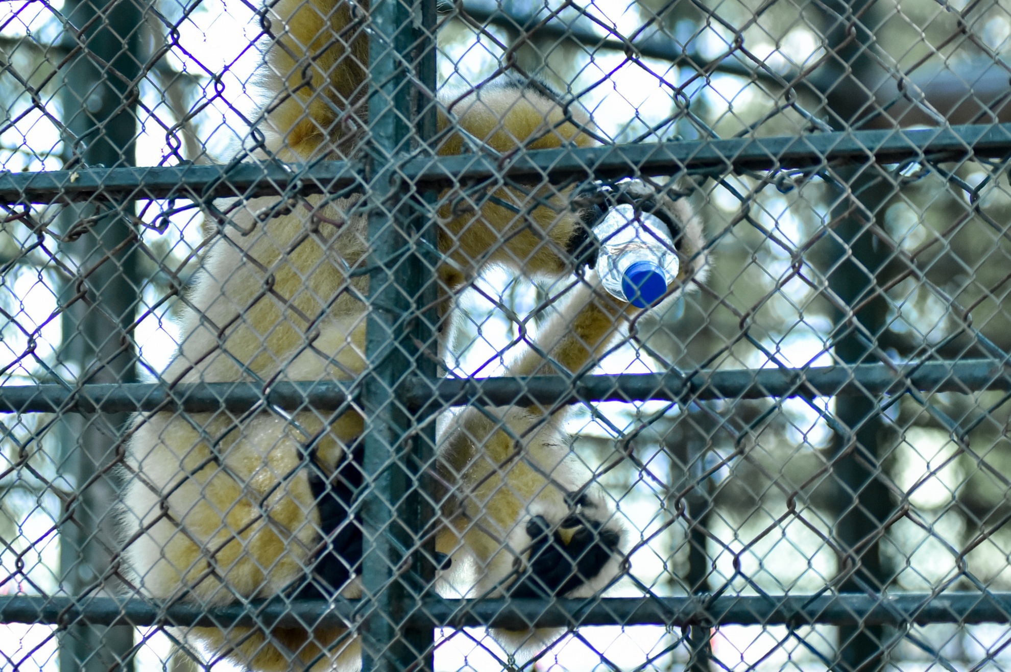 Muon kieu chong nong cua dong vat anh 5