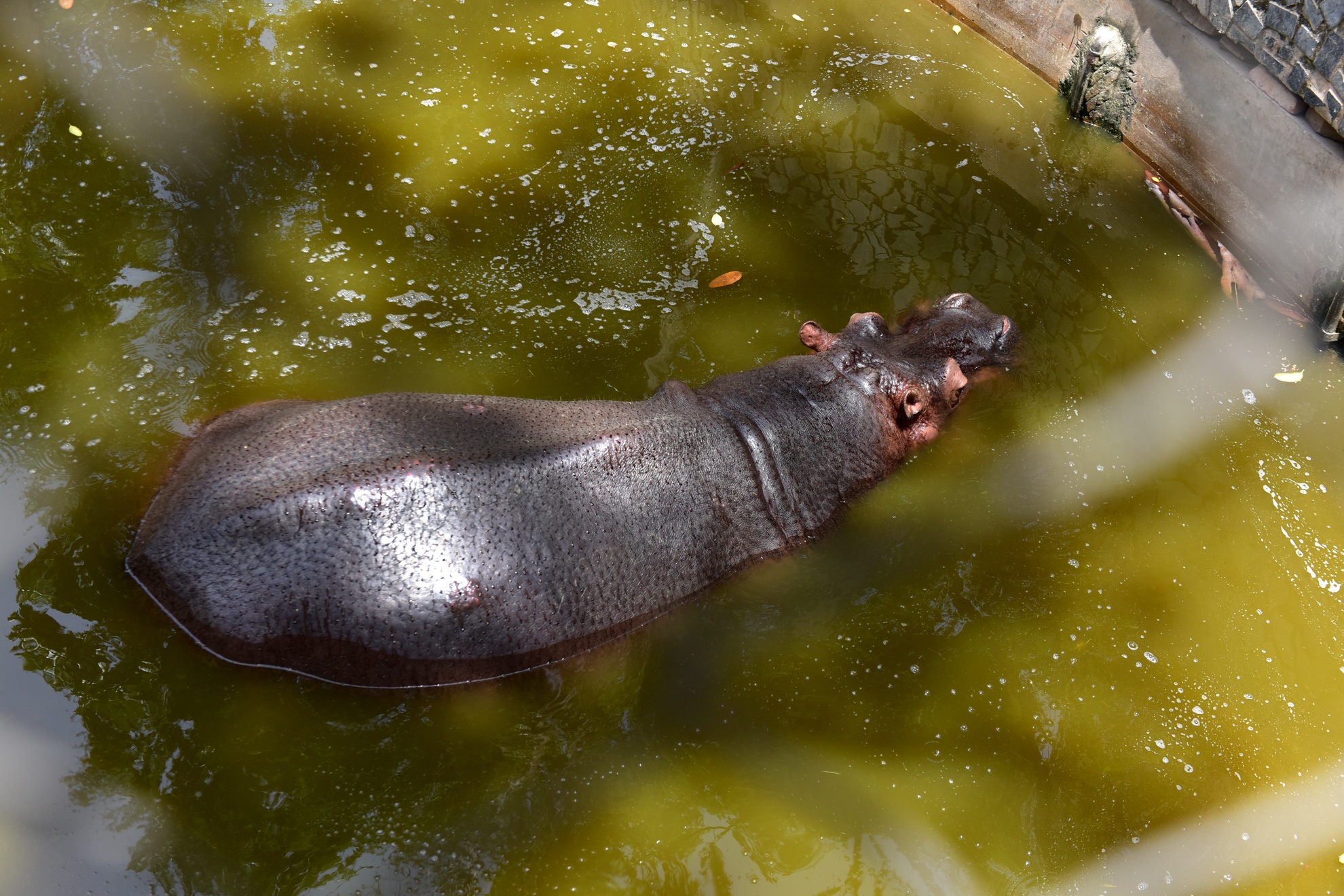Muon kieu chong nong cua dong vat anh 6