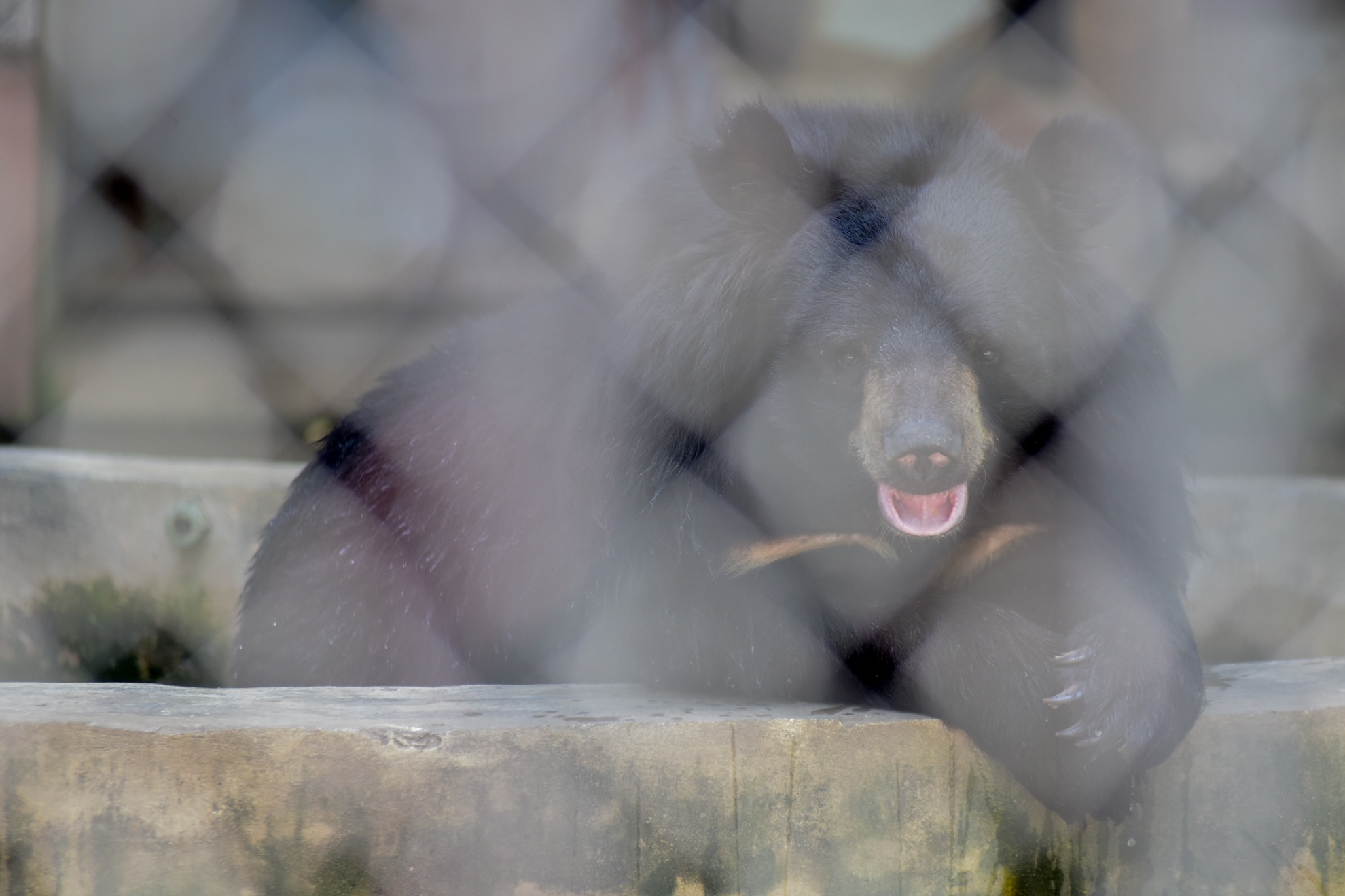 Muon kieu chong nong cua dong vat anh 8