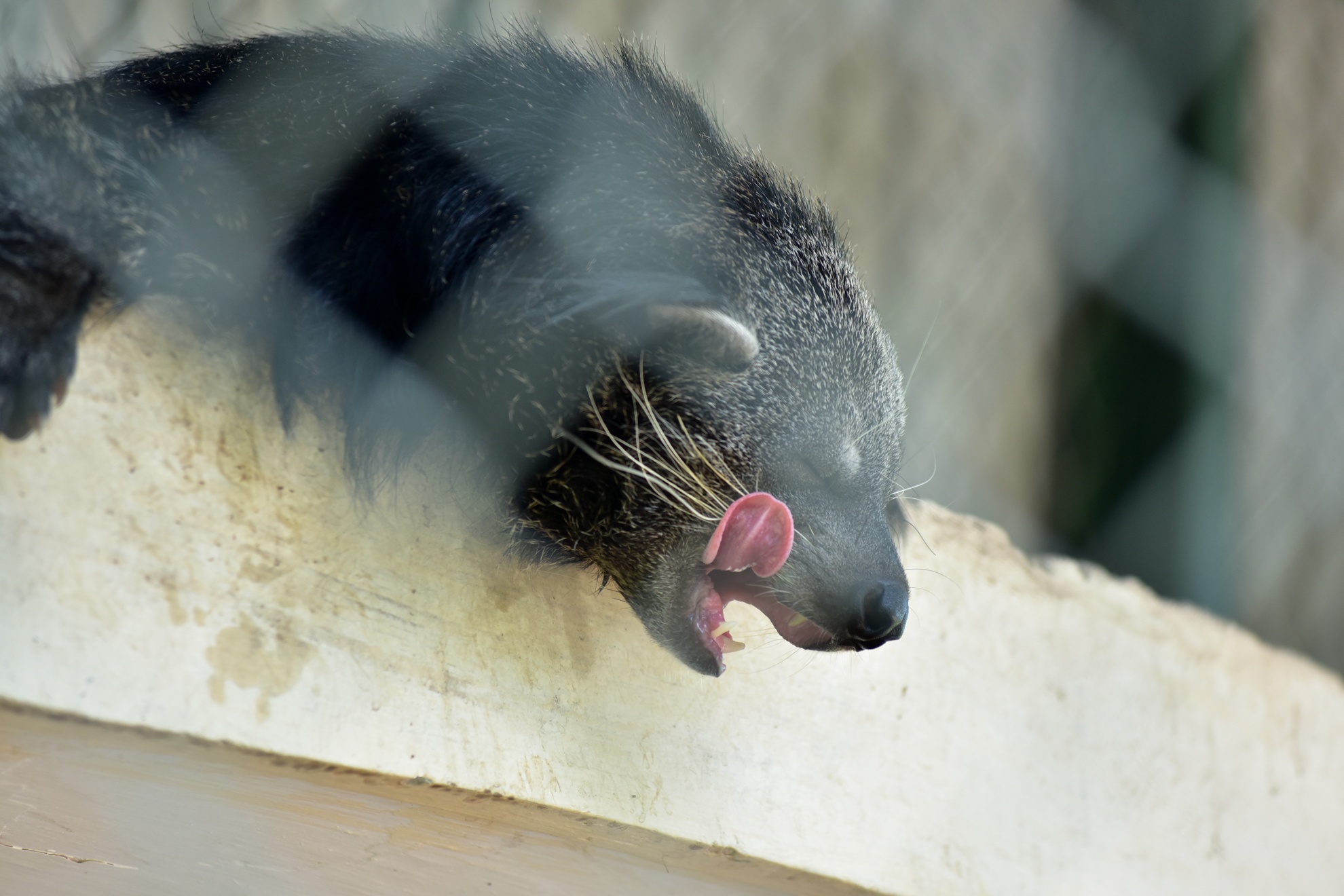 Muon kieu chong nong cua dong vat anh 9