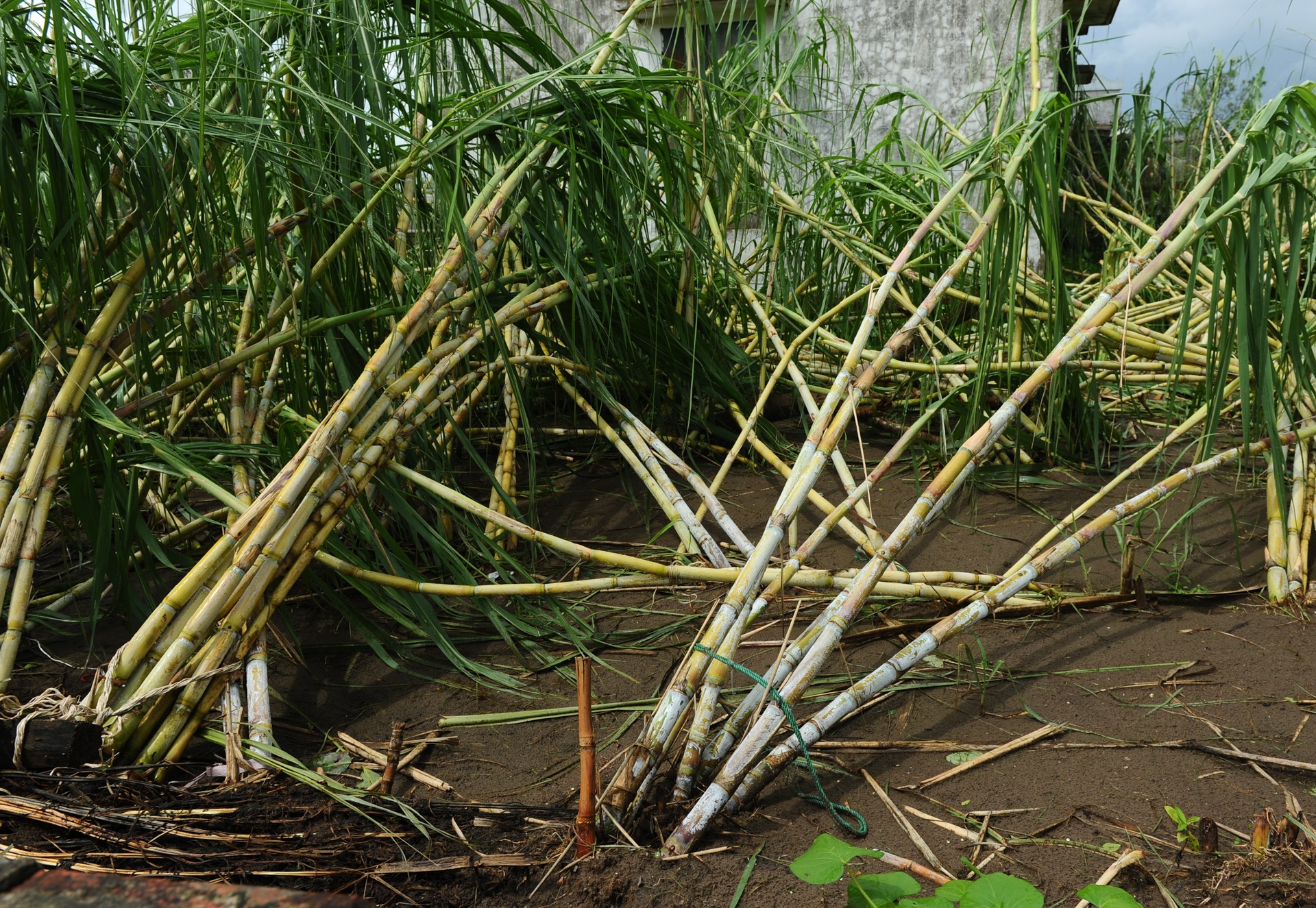 Nam Dinh thiet hai nang vi chu quan anh 10