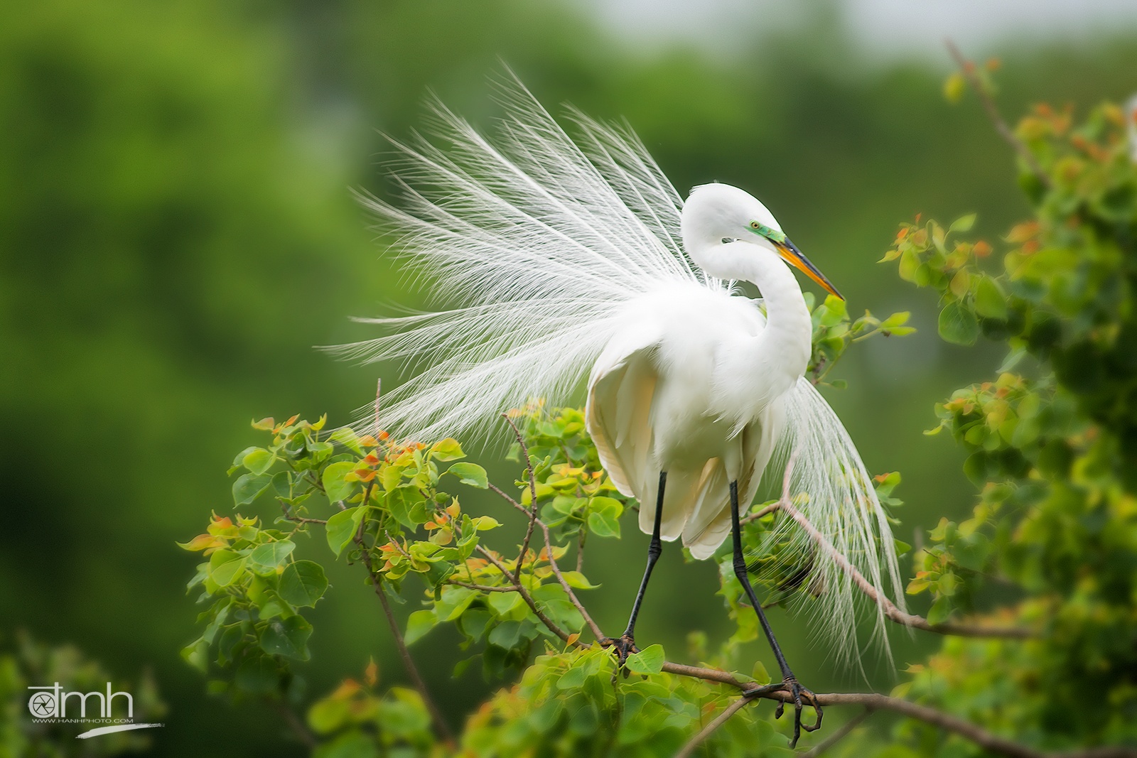 Trien lam Sai canh hoang da anh 1