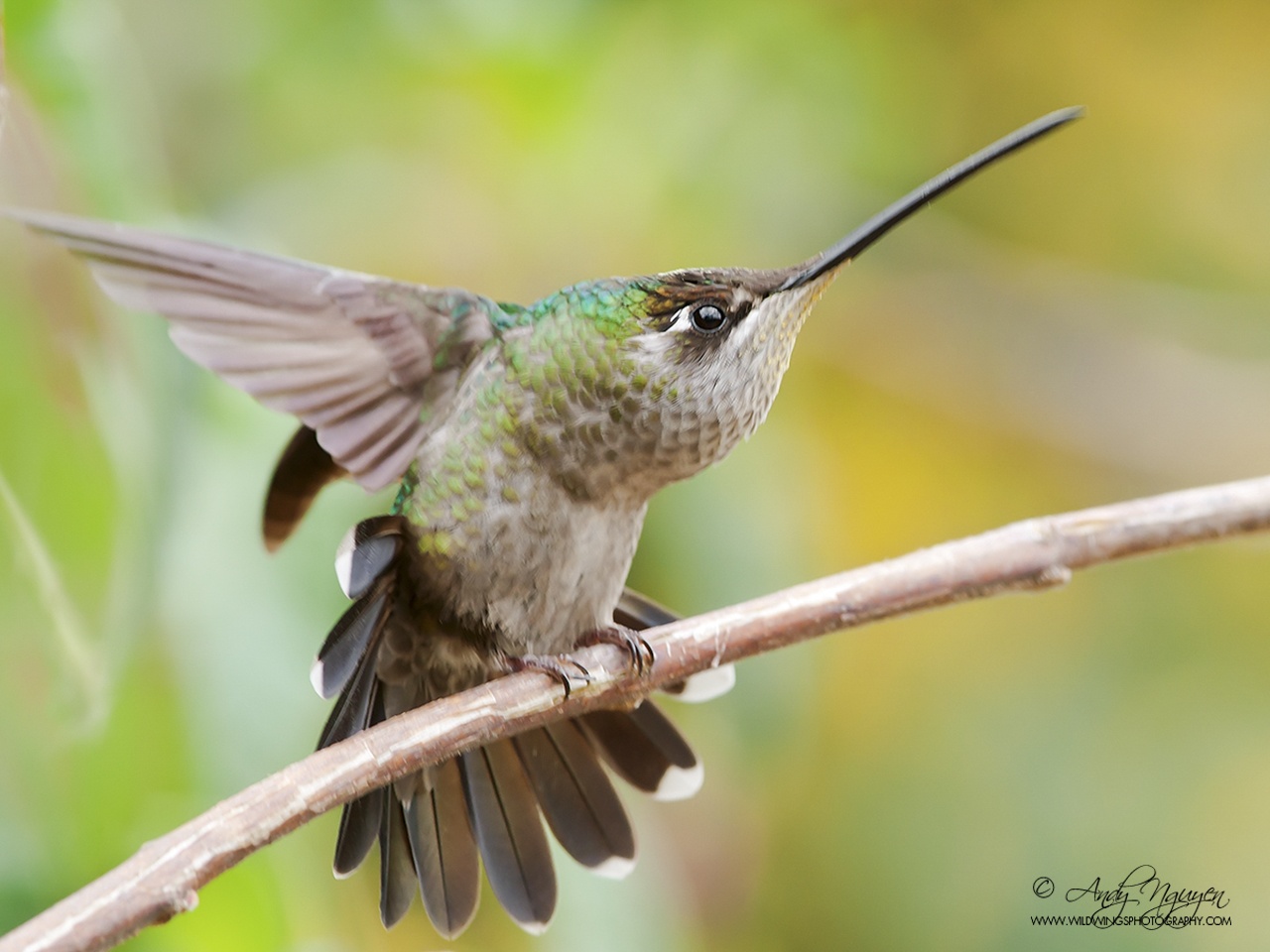 Trien lam Sai canh hoang da anh 8