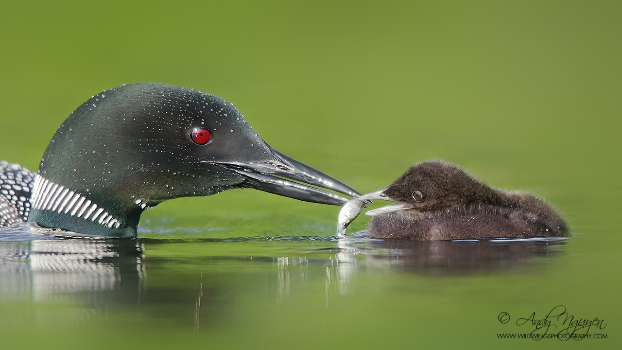 Trien lam Sai canh hoang da anh 2