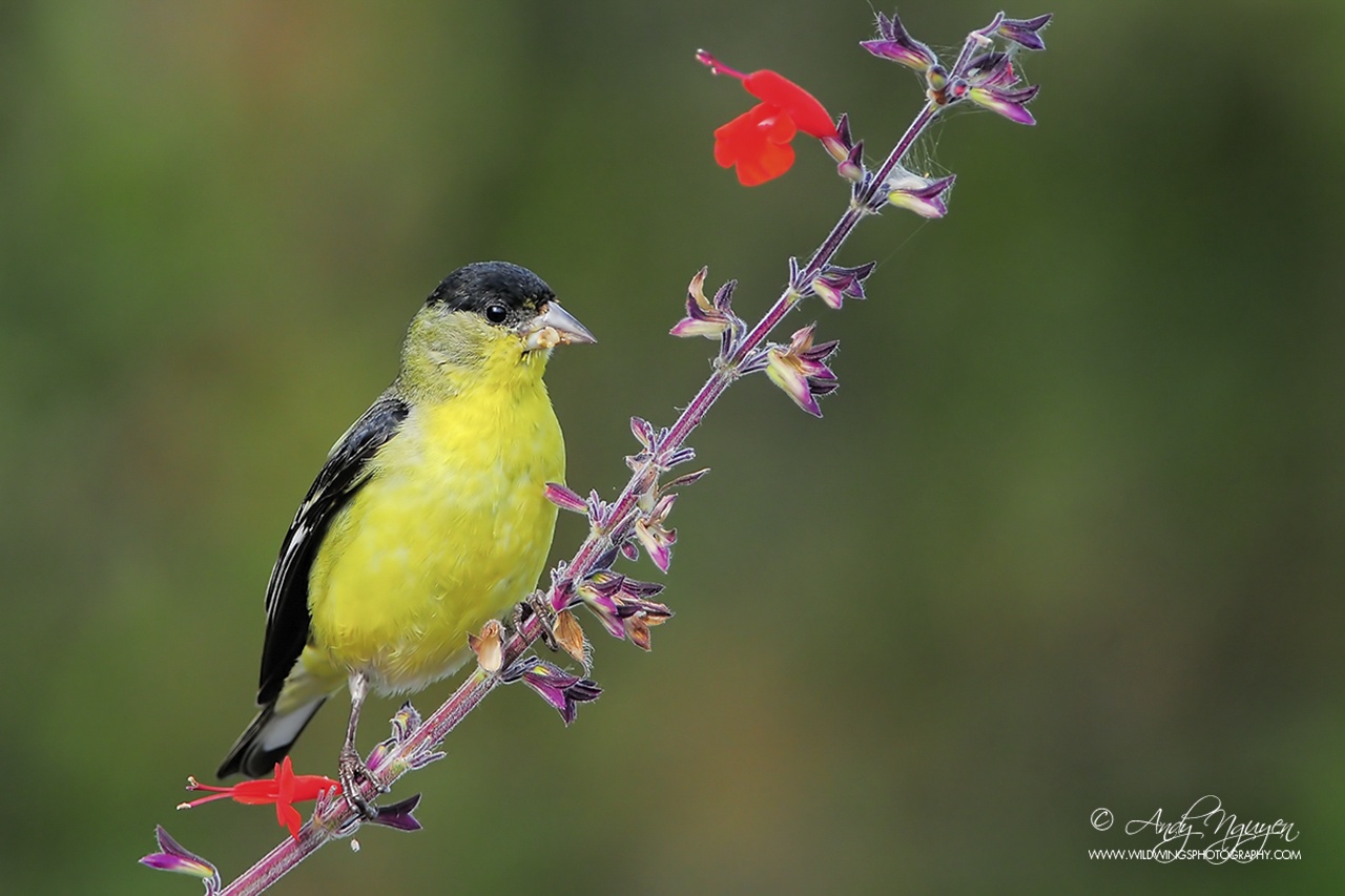 Trien lam Sai canh hoang da anh 9