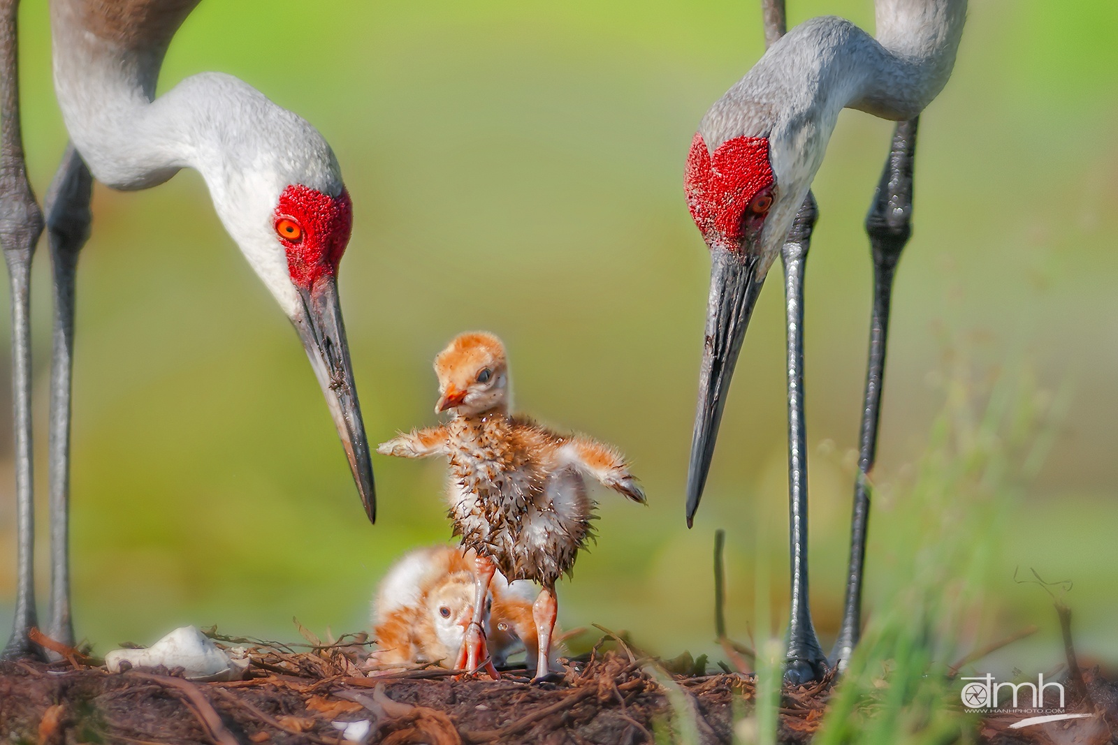 Trien lam Sai canh hoang da anh 3