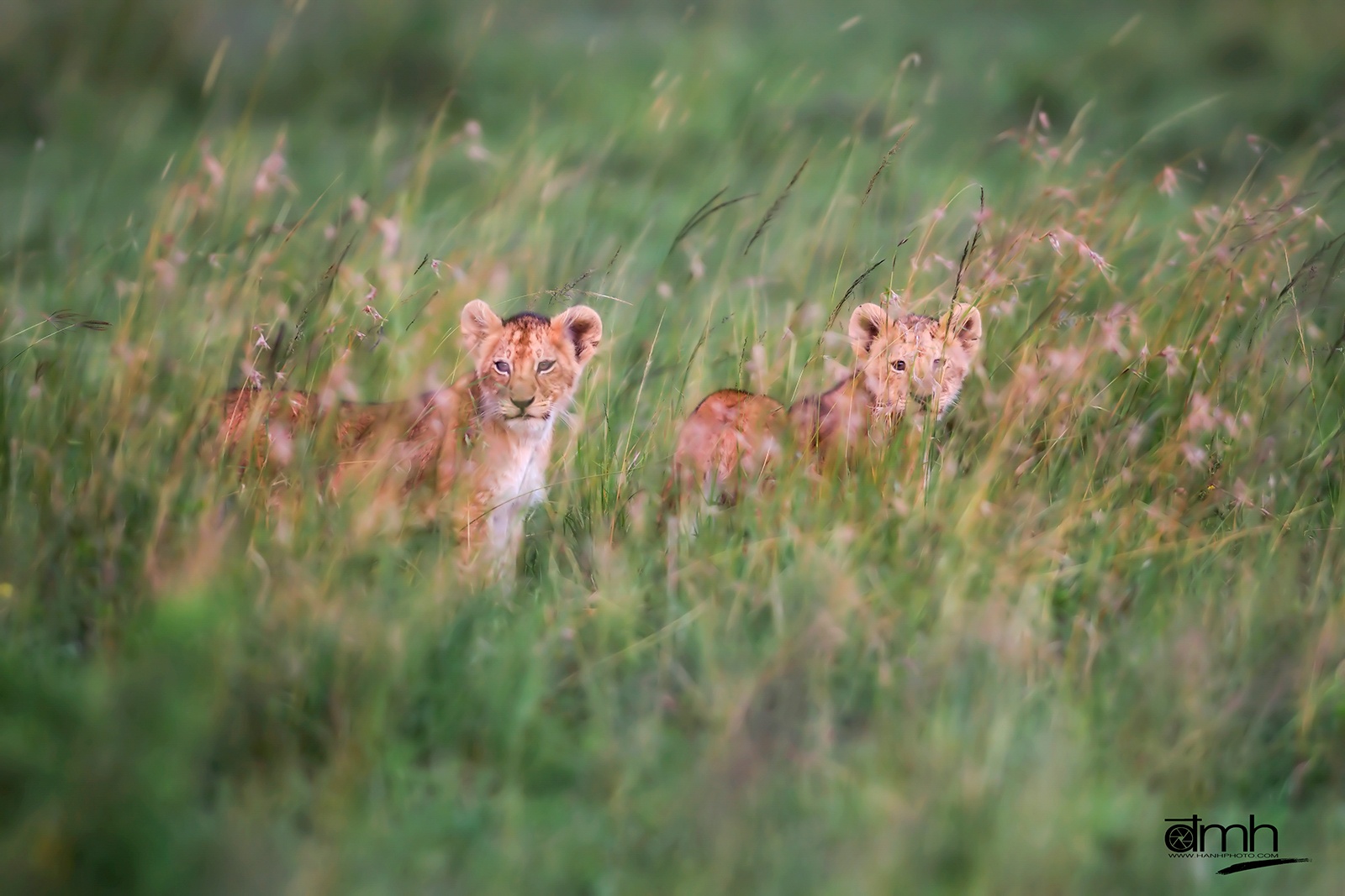 Trien lam Sai canh hoang da anh 5