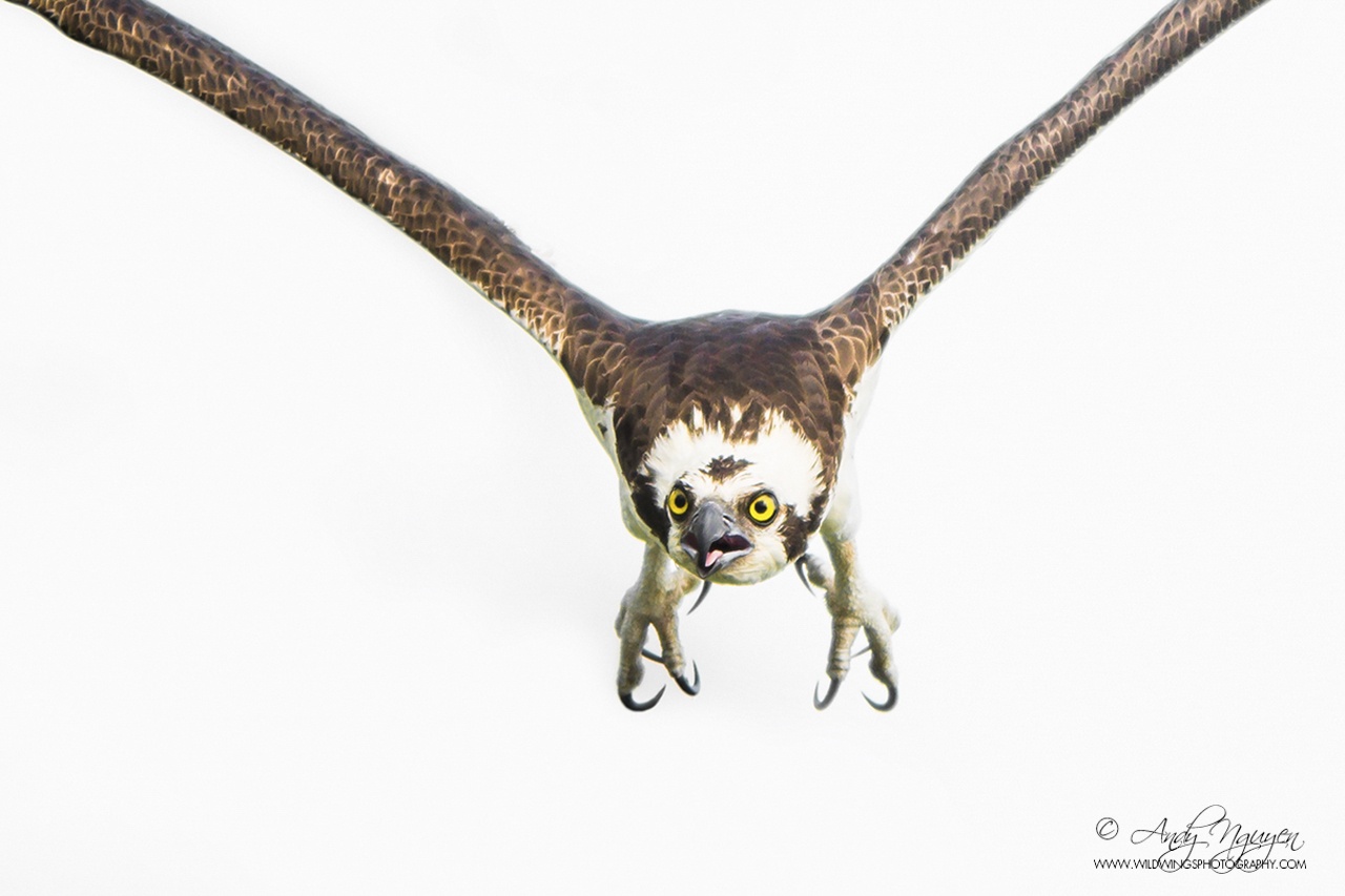 Trien lam Sai canh hoang da anh 6