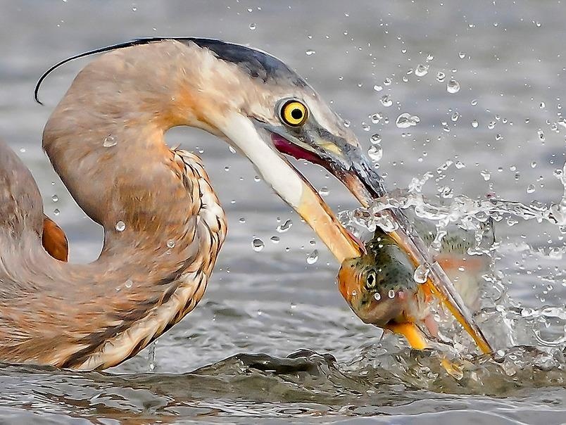 Nhung khoanh khac dep ve dong vat thu hut khan gia Ha Noi hinh anh