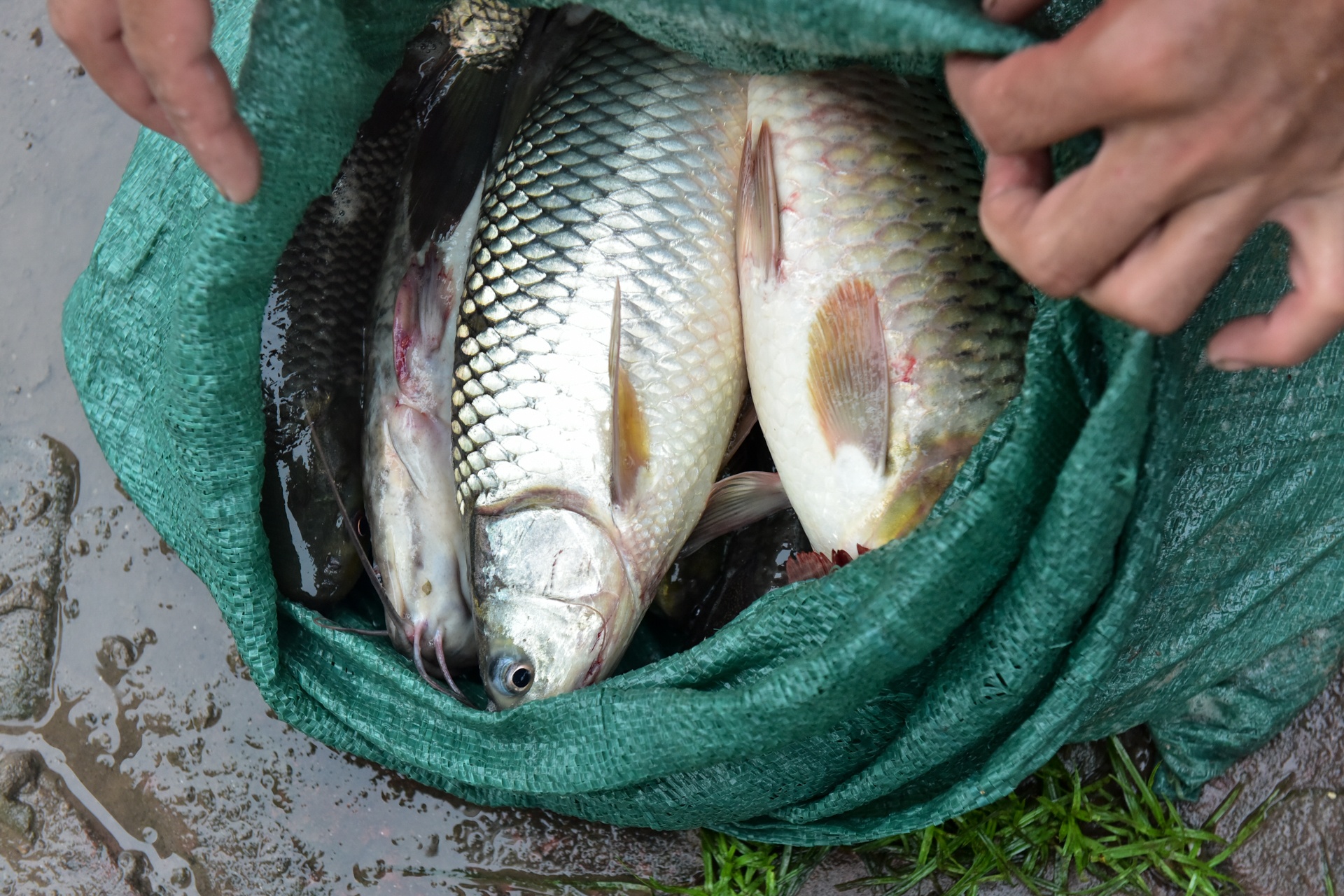 bat ca tren song To Lich anh 10