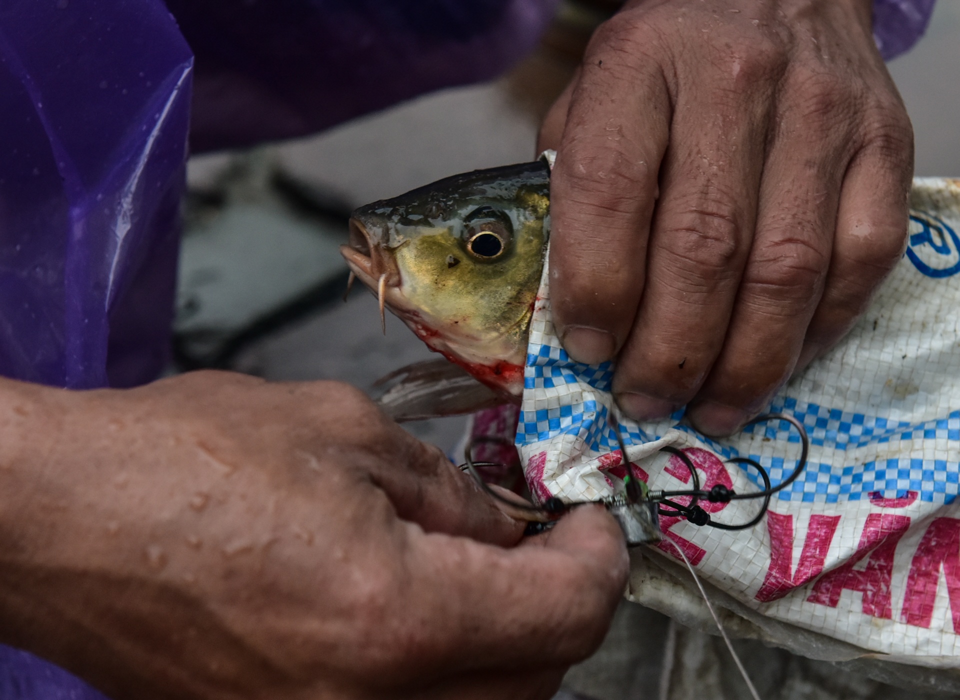 bat ca tren song To Lich anh 11