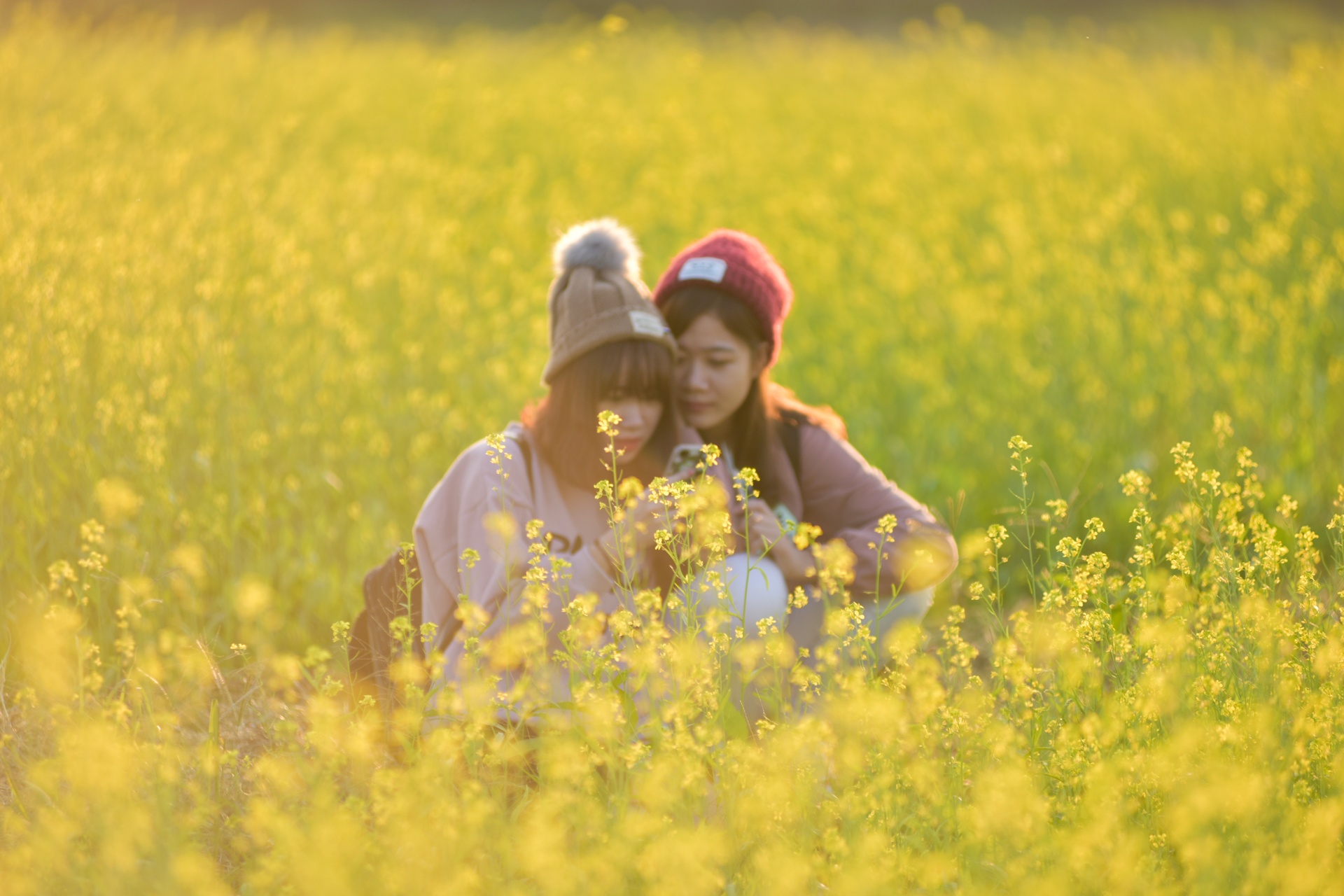 chup anh o canh dong hoa cai anh 4