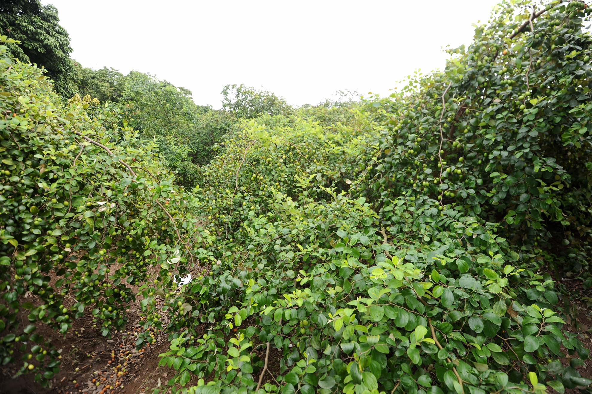 vườn táo 10 nghìn ảnh 1 vuon tao 10 nghin anh 1