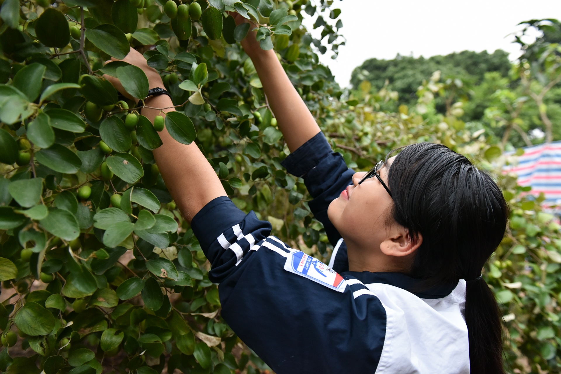 vườn táo 10 nghìn ảnh 2 vuon tao 10 nghin anh 2