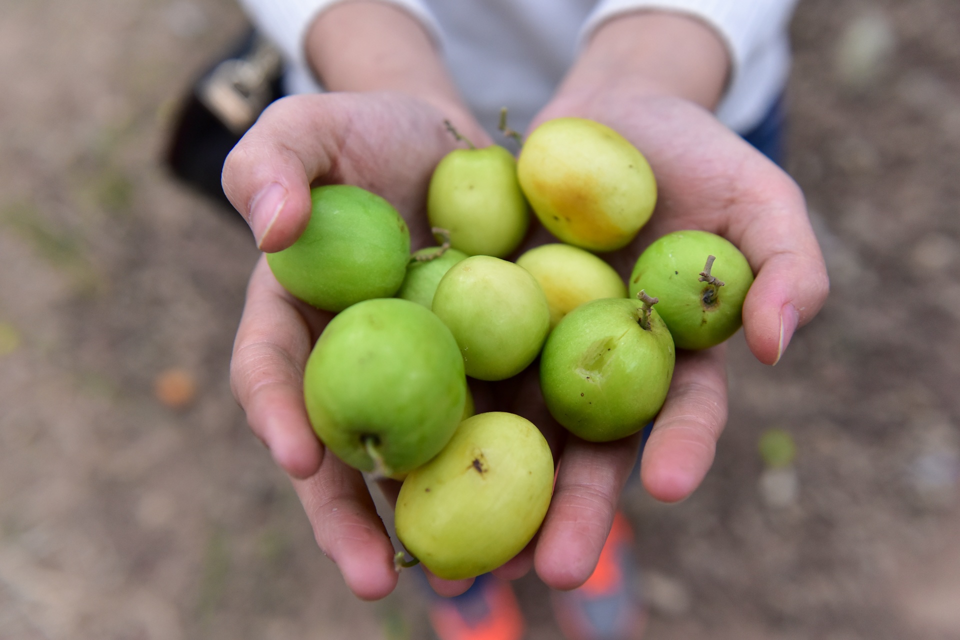 10.000 dong mot luot ve vao vuon tao 60 nam tuoi hinh anh