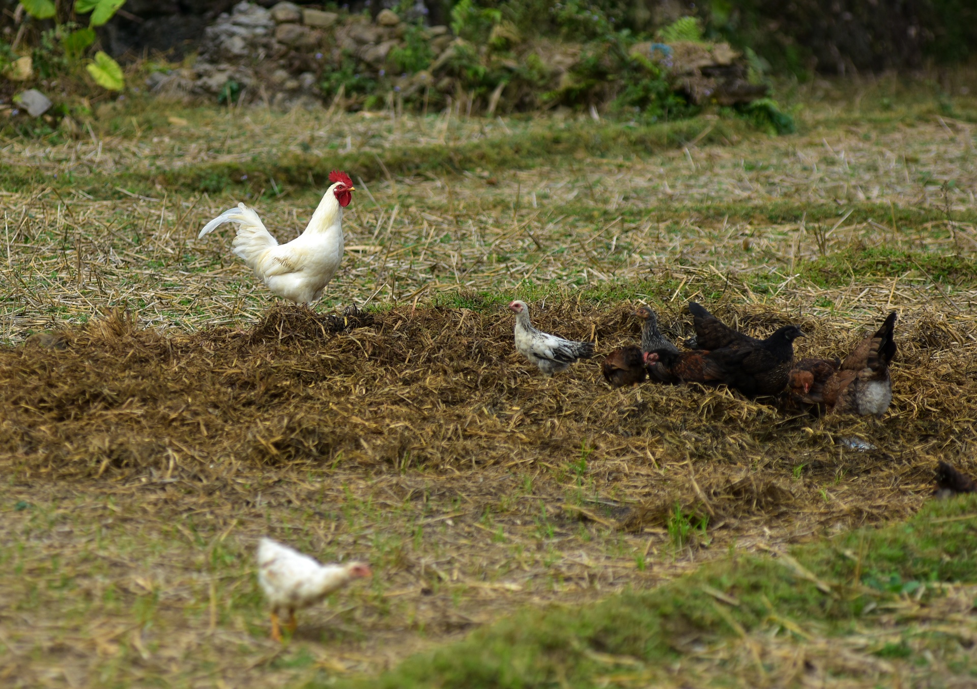 thủ phủ gà chín cựa ảnh 5 thu phu ga chin cua anh 5