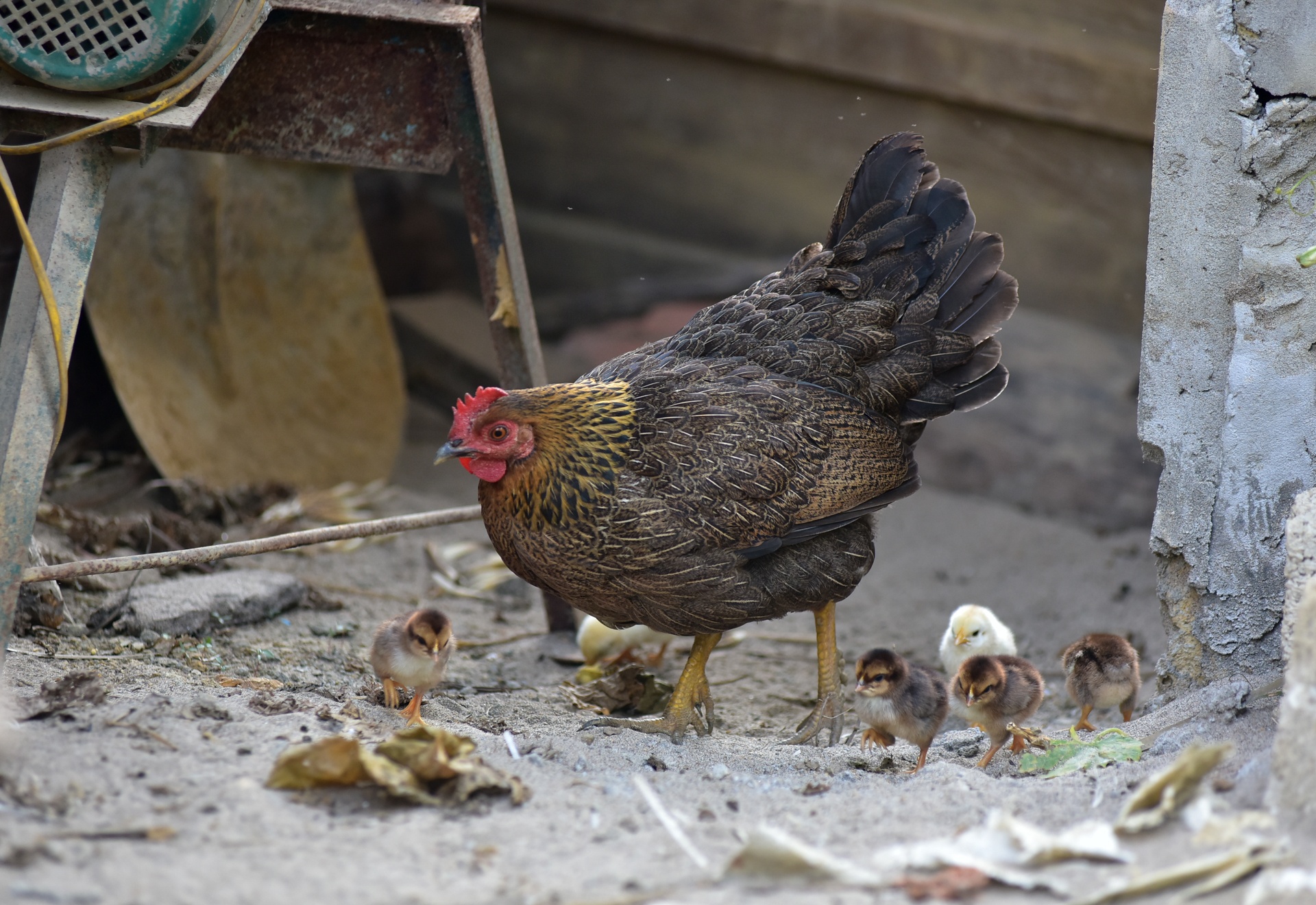 thủ phủ gà chín cựa ảnh 10 thu phu ga chin cua anh 10