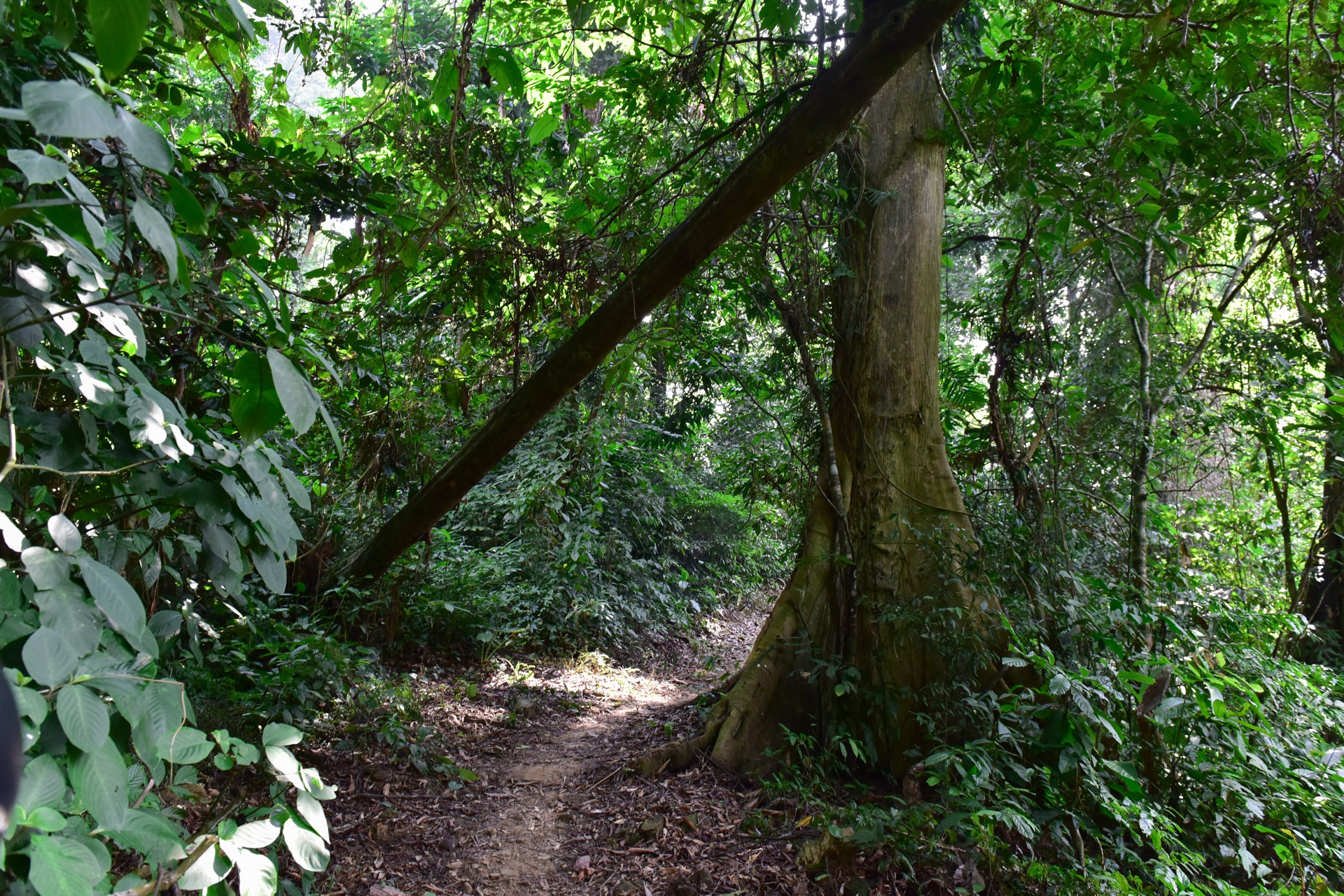 thủ phủ gà chín cựa ảnh 2 thu phu ga chin cua anh 2