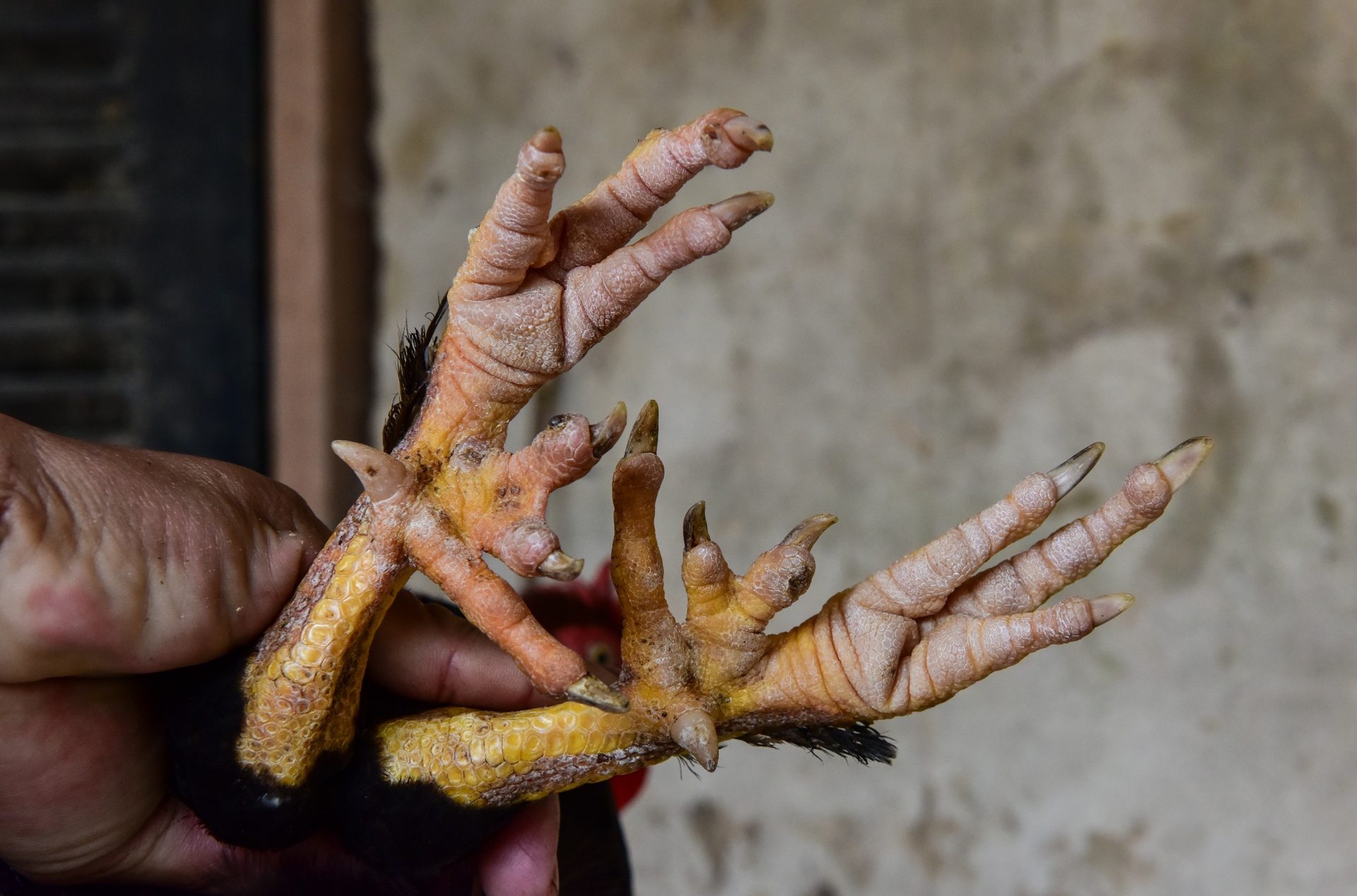 'Vuong quoc' ga 9 cua o huyen ngheo nhat nuoc hinh anh