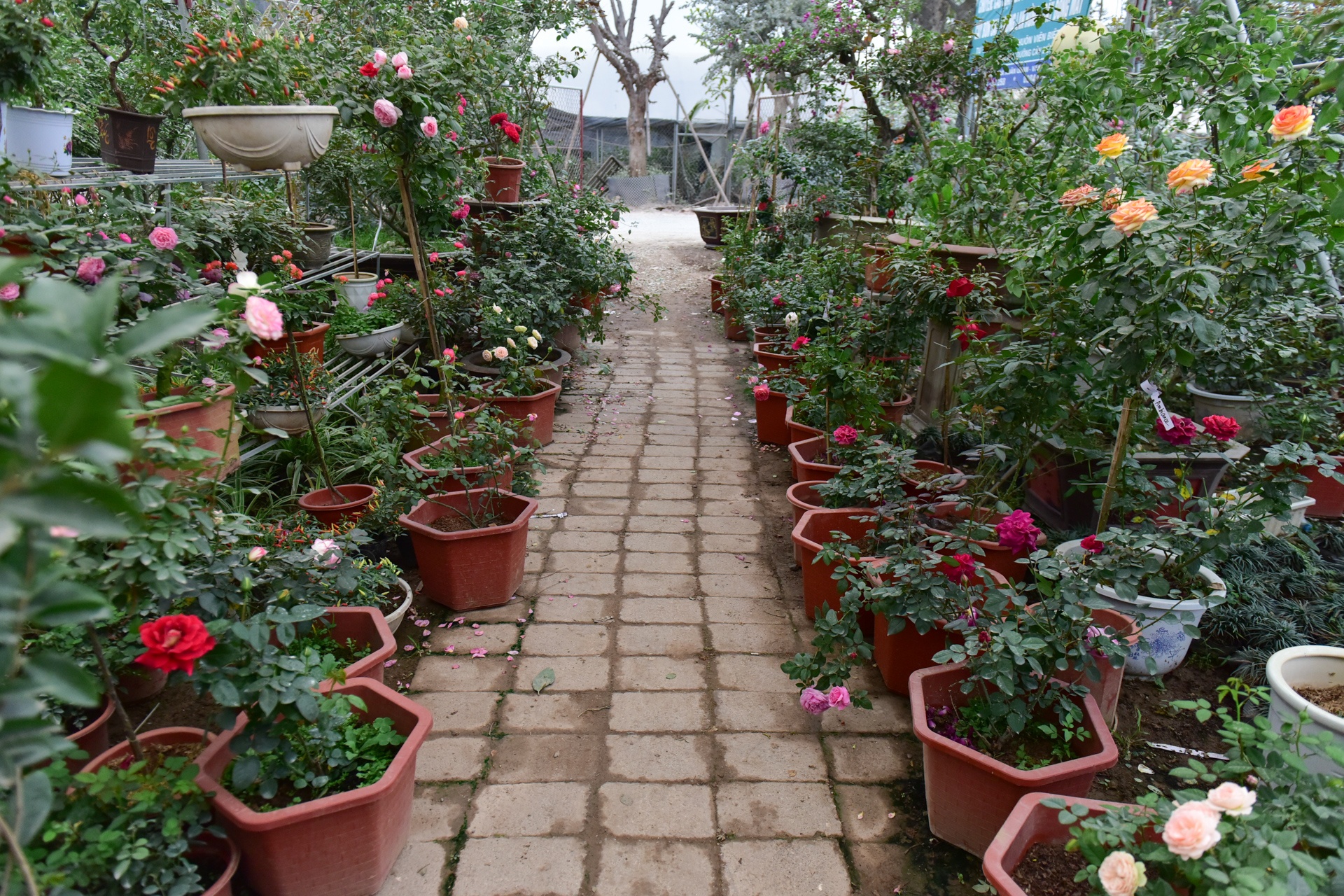 Hong co Sapa tram trieu anh 1