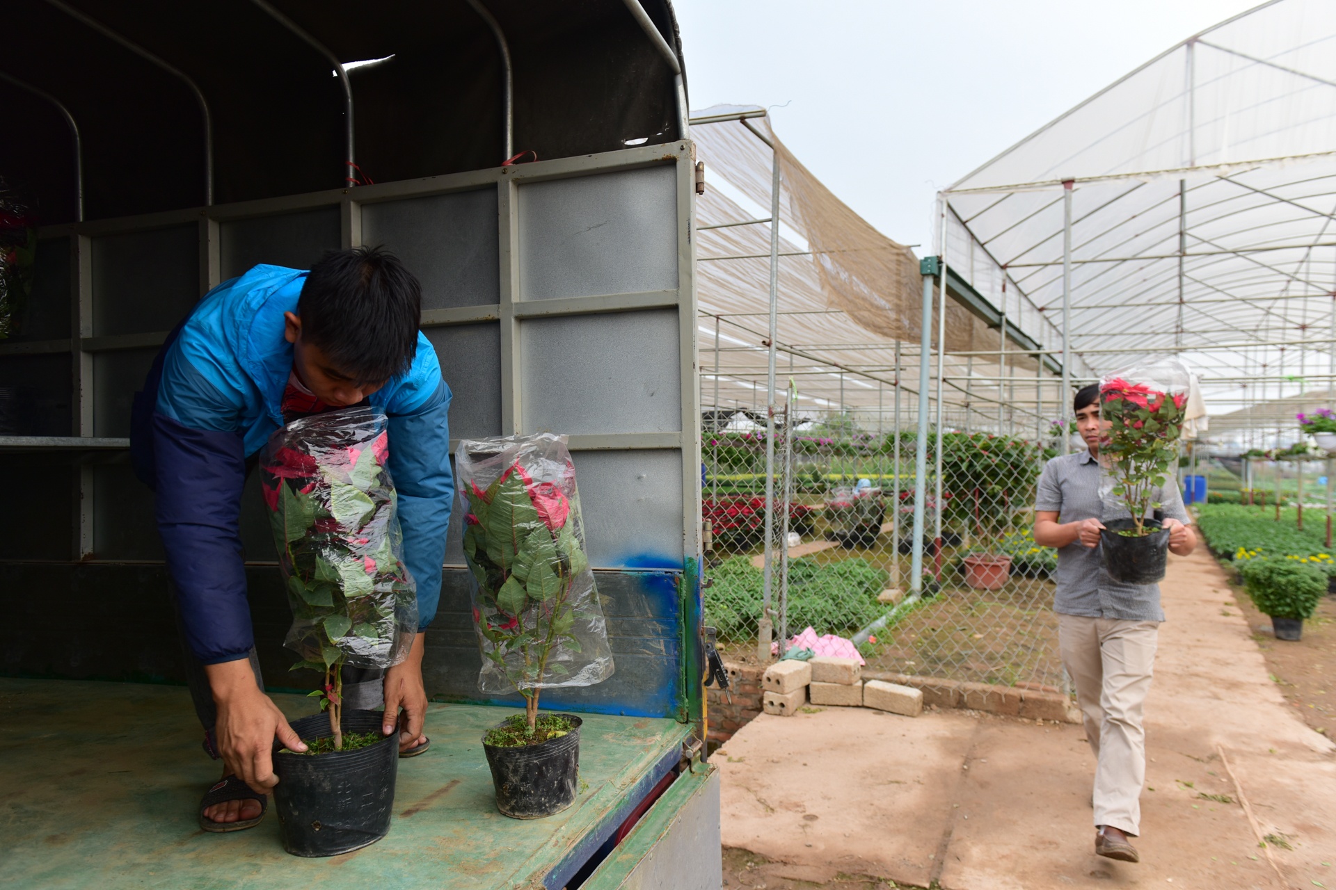 Lang hoa Xuan Quan anh 12