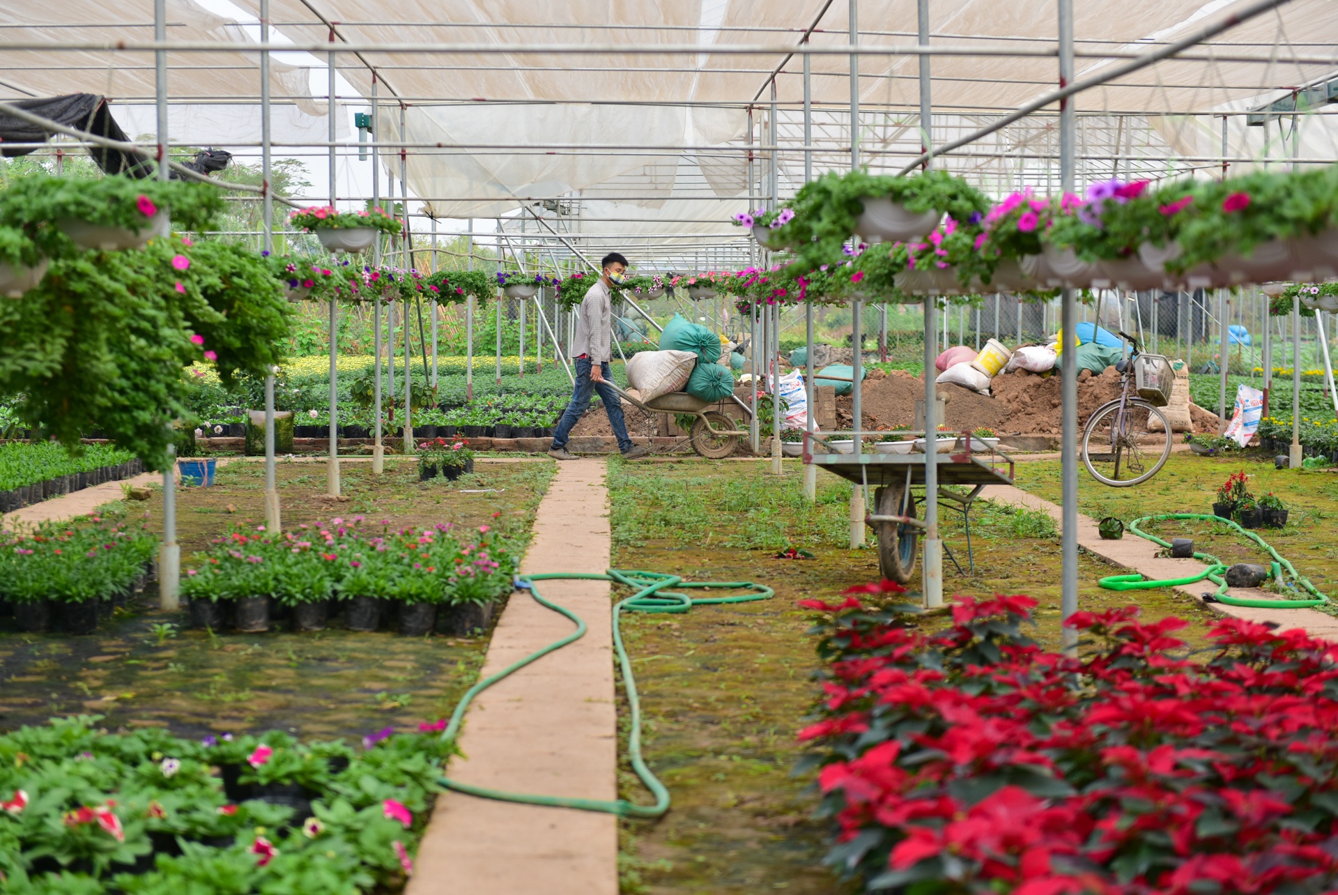 Lang hoa Xuan Quan anh 1