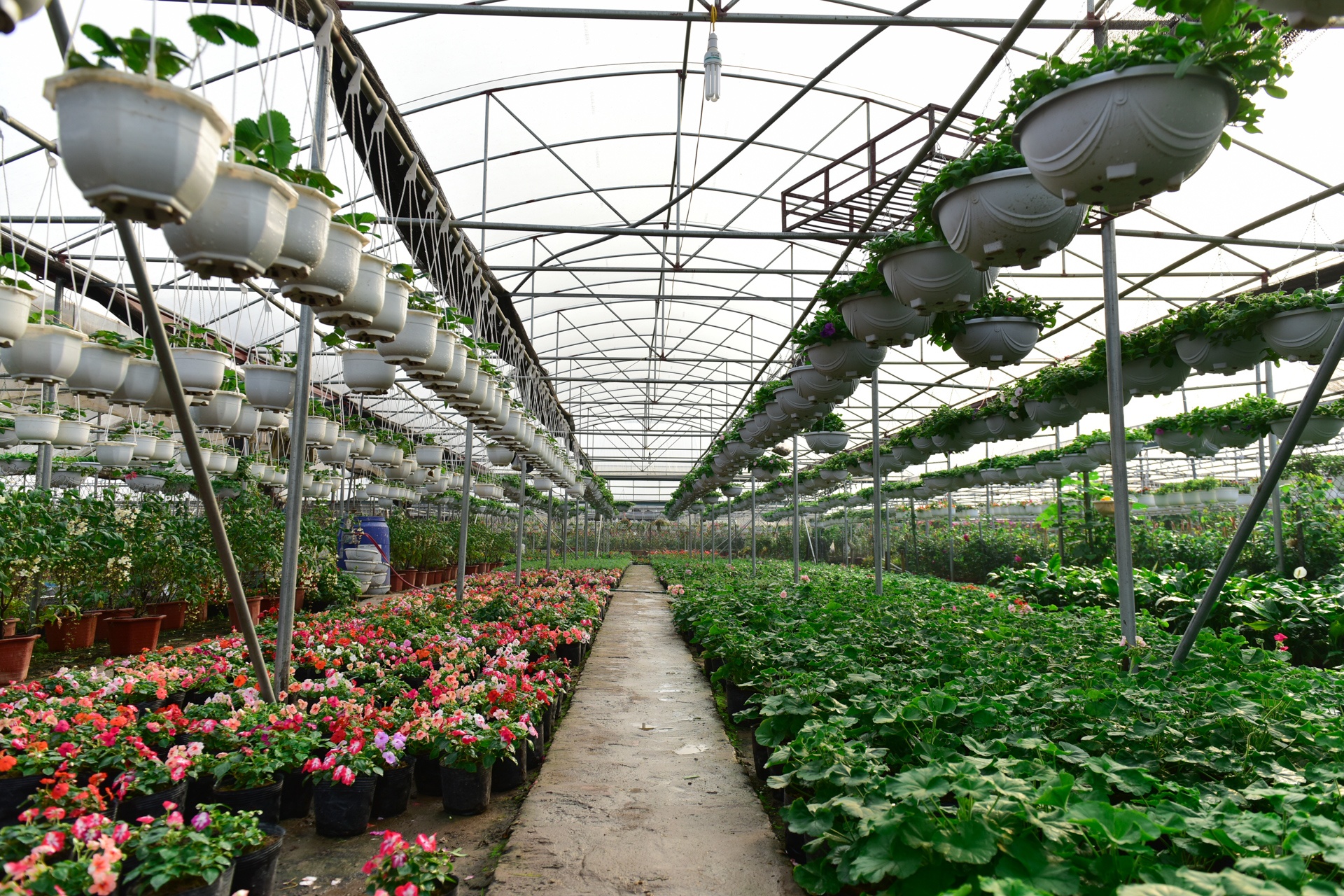 Lang hoa Xuan Quan anh 4